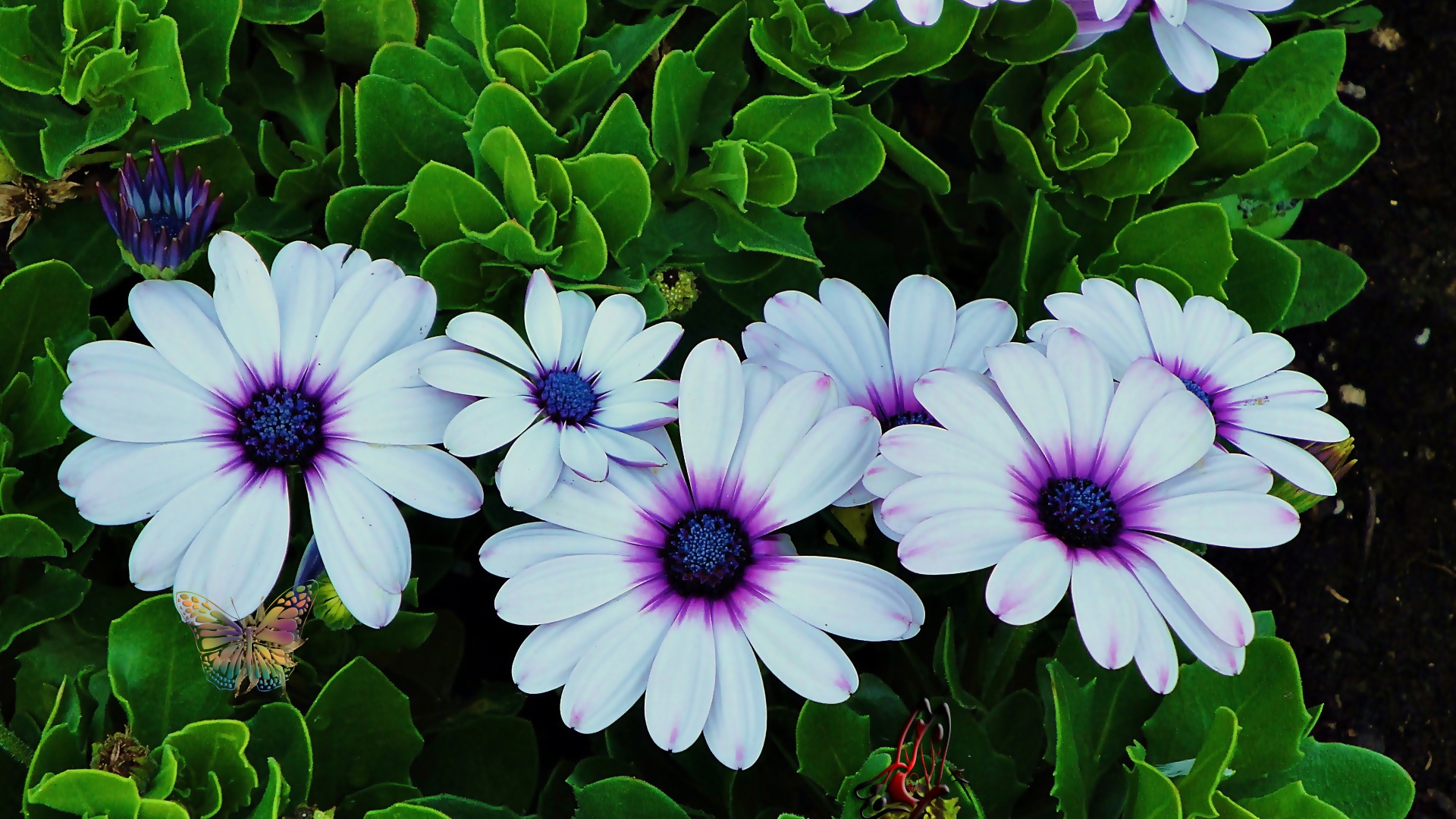 Free download wallpaper Flowers, Flower, Leaf, Earth, Daisy, White Flower on your PC desktop