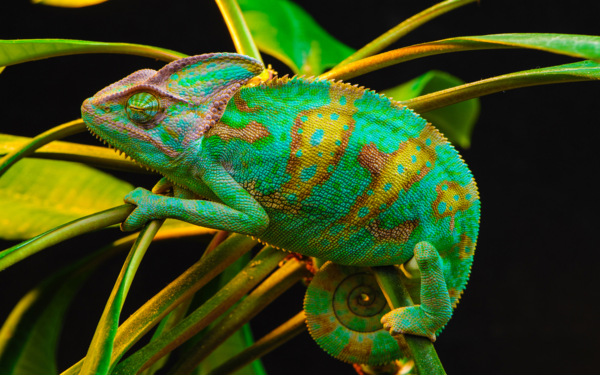 Free download wallpaper Plant, Animal, Lizard, Chameleon, Colorful, Reptiles, Veiled Chameleon on your PC desktop