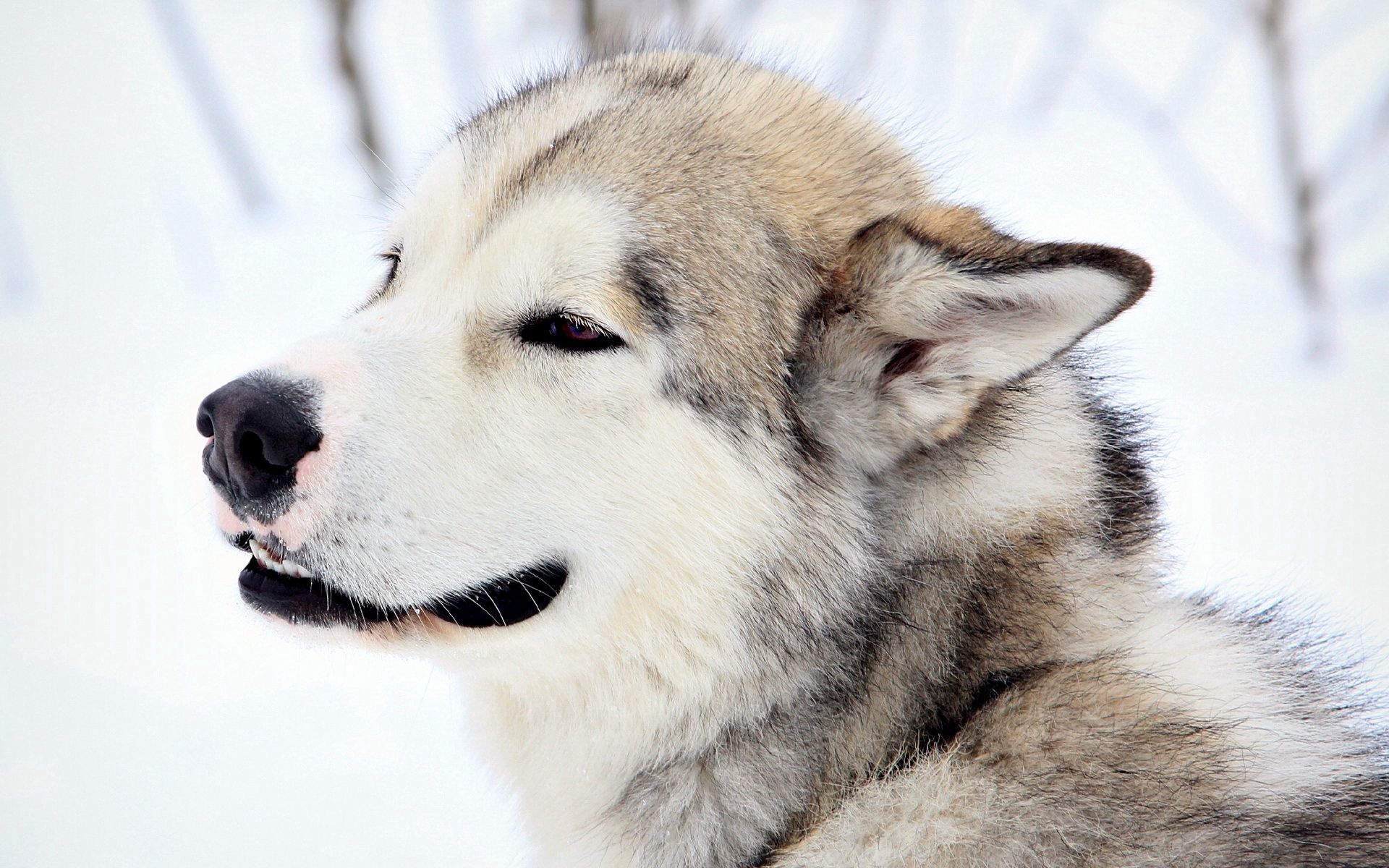 PCデスクトップに動物, 視力, 意見, 毛皮, 雪, 犬画像を無料でダウンロード