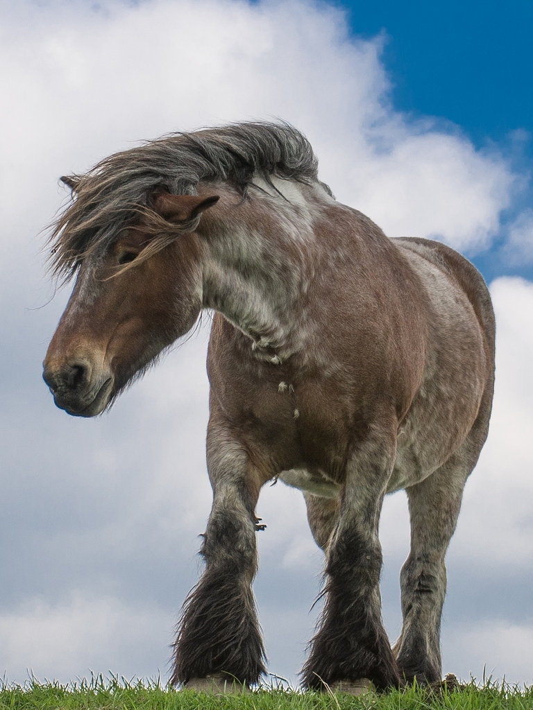 Handy-Wallpaper Tiere, Hauspferd kostenlos herunterladen.