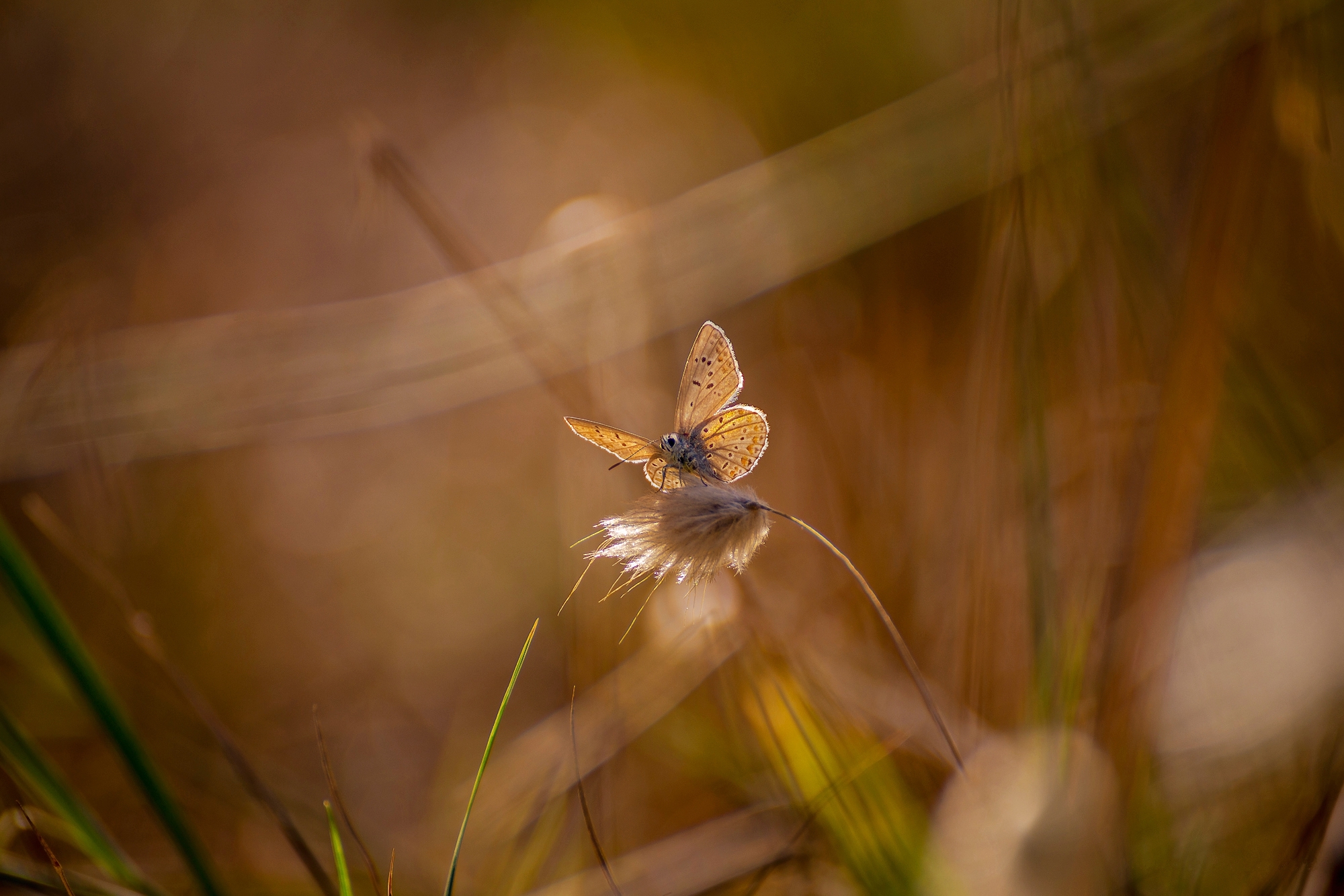 Descarga gratuita de fondo de pantalla para móvil de Animales, Hierba, Insecto, Mariposa, Macrofotografía.