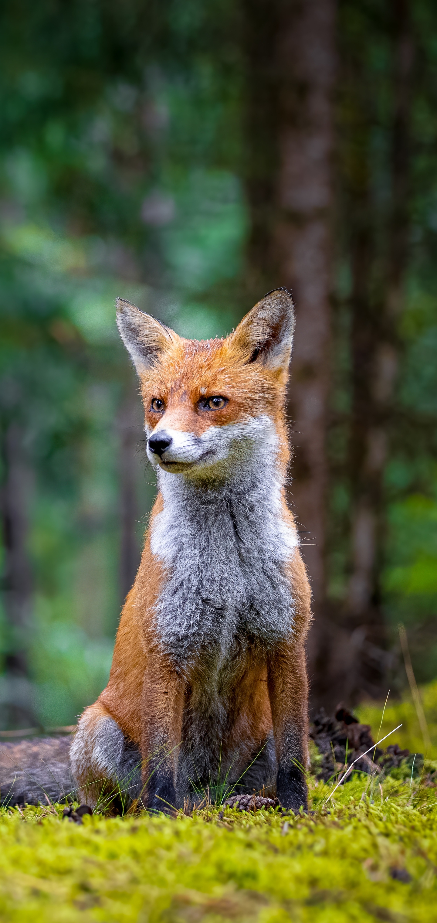 Download mobile wallpaper Fox, Animal for free.