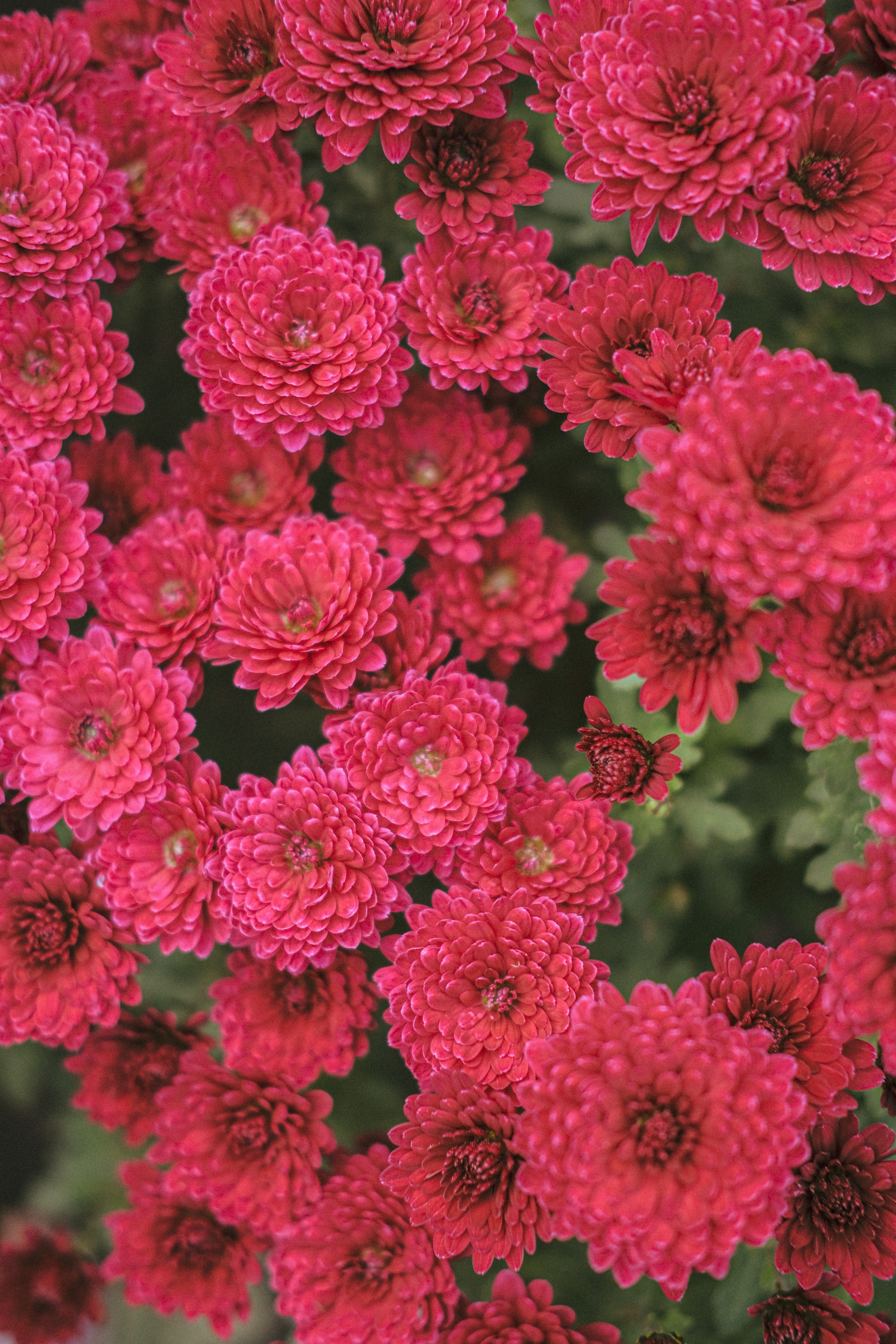 bloom, flowers, chrysanthemum, red, plant, flowering for android