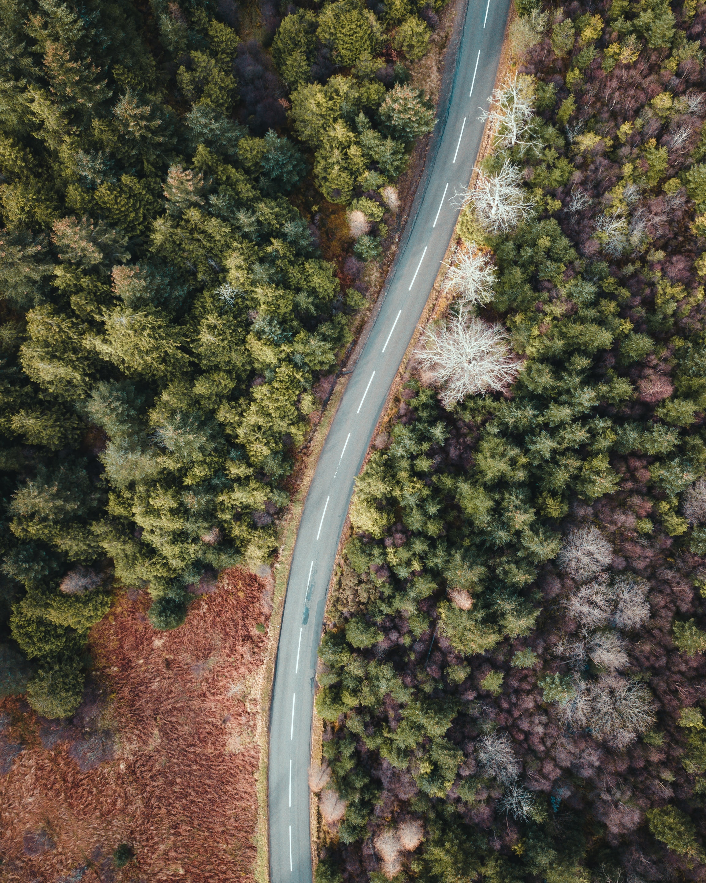 nature, trees, view from above, road, forest, wavy