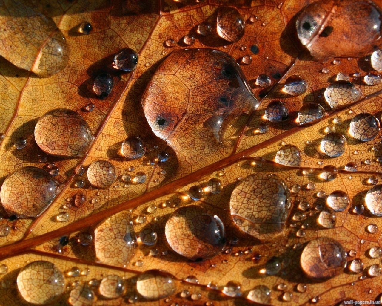 Handy-Wallpaper Blätter, Drops, Wasser, Hintergrund kostenlos herunterladen.