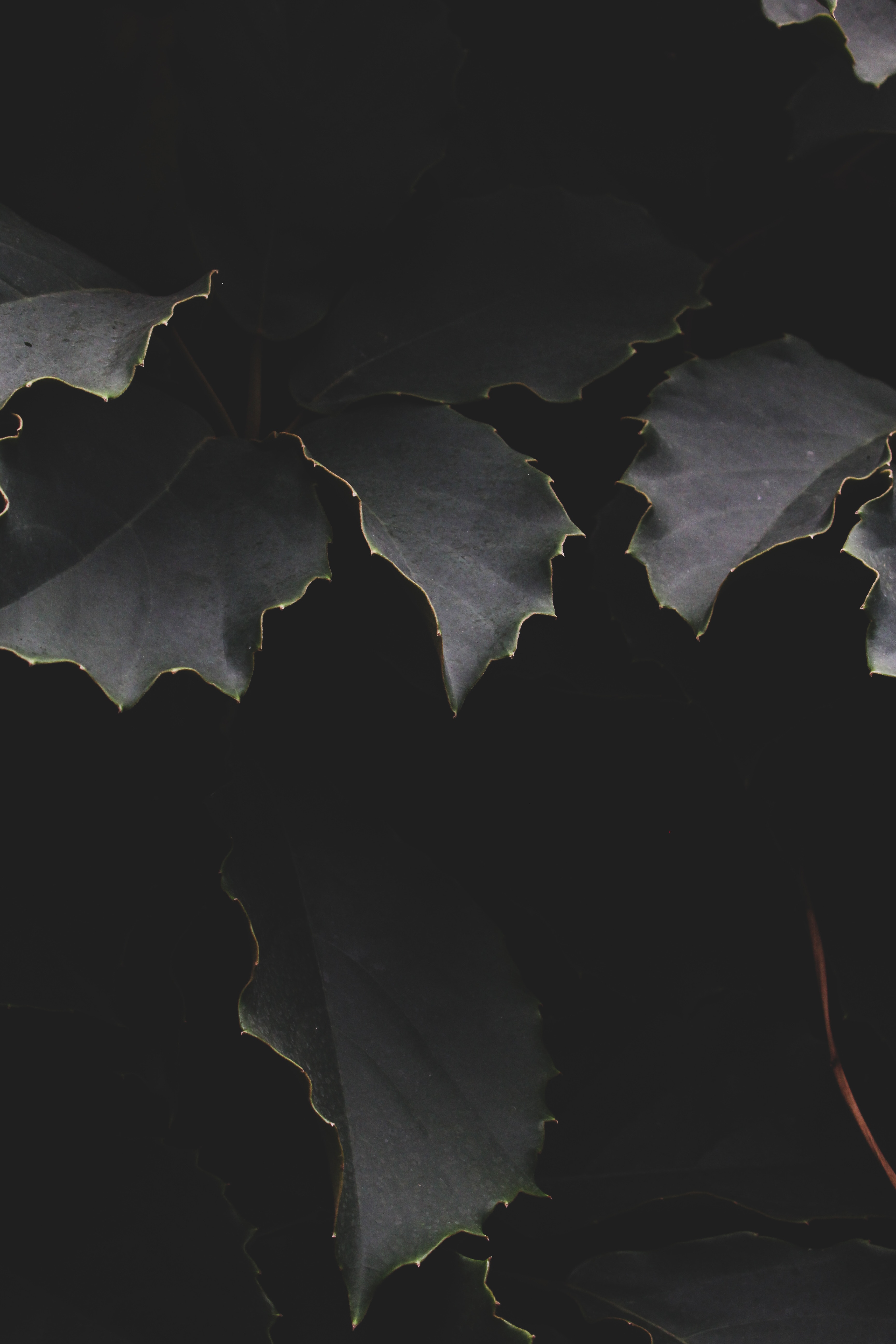 leaves, dark, branches, shadows