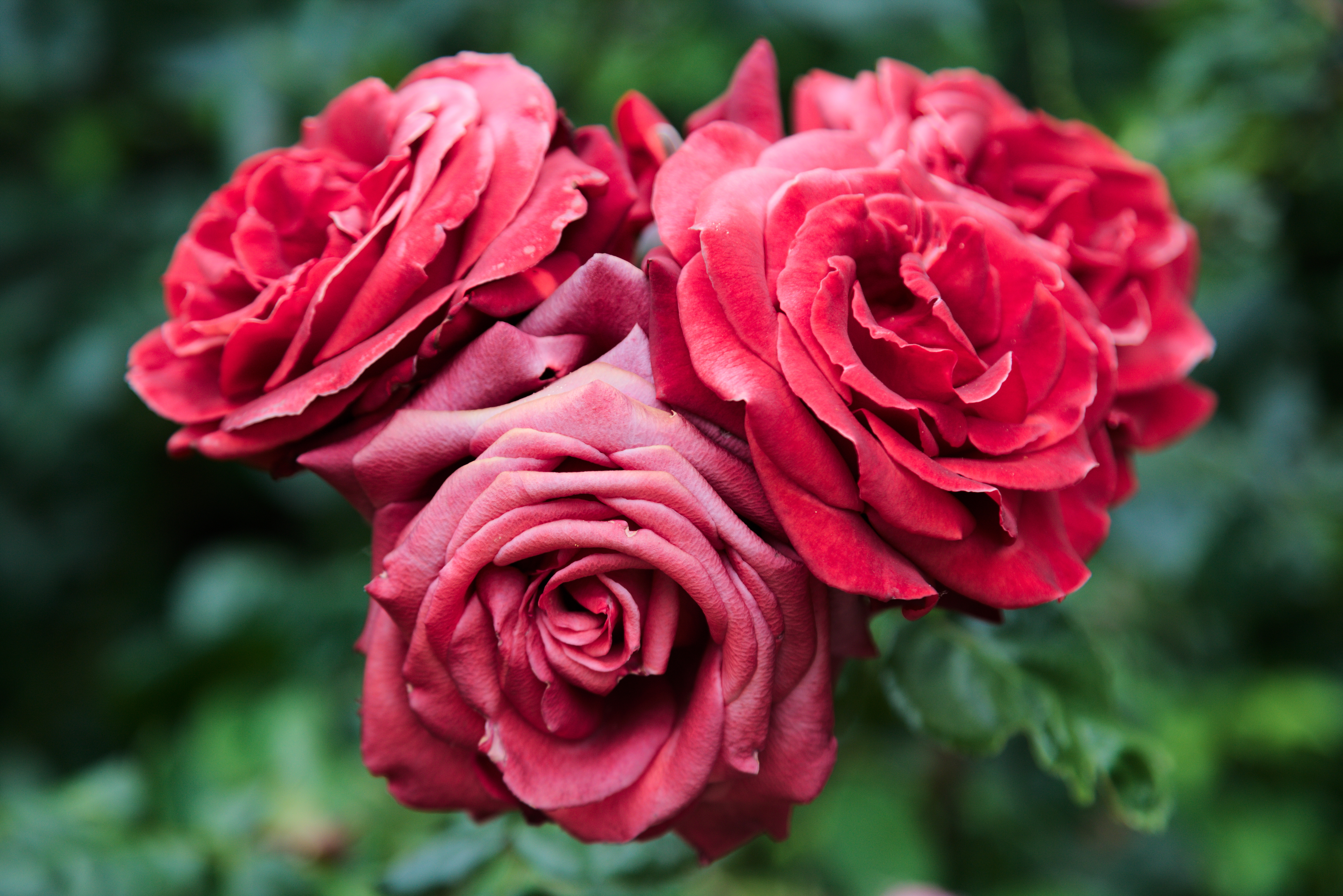 Descarga gratis la imagen Florecer, Flores, Roses, De Cerca, Primer Plano, Floración, Planta en el escritorio de tu PC