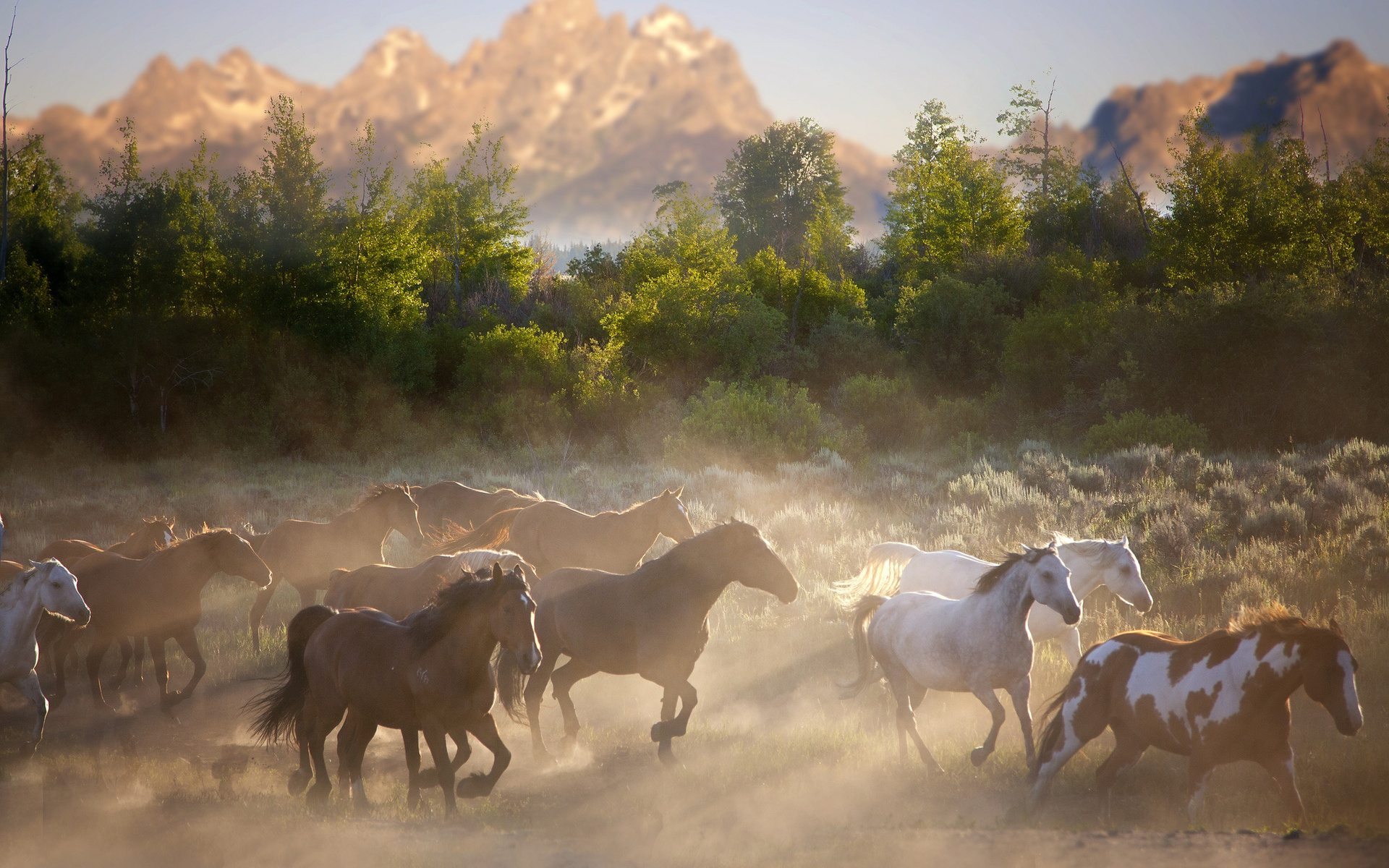 Descarga gratuita de fondo de pantalla para móvil de Animales, Caballo.