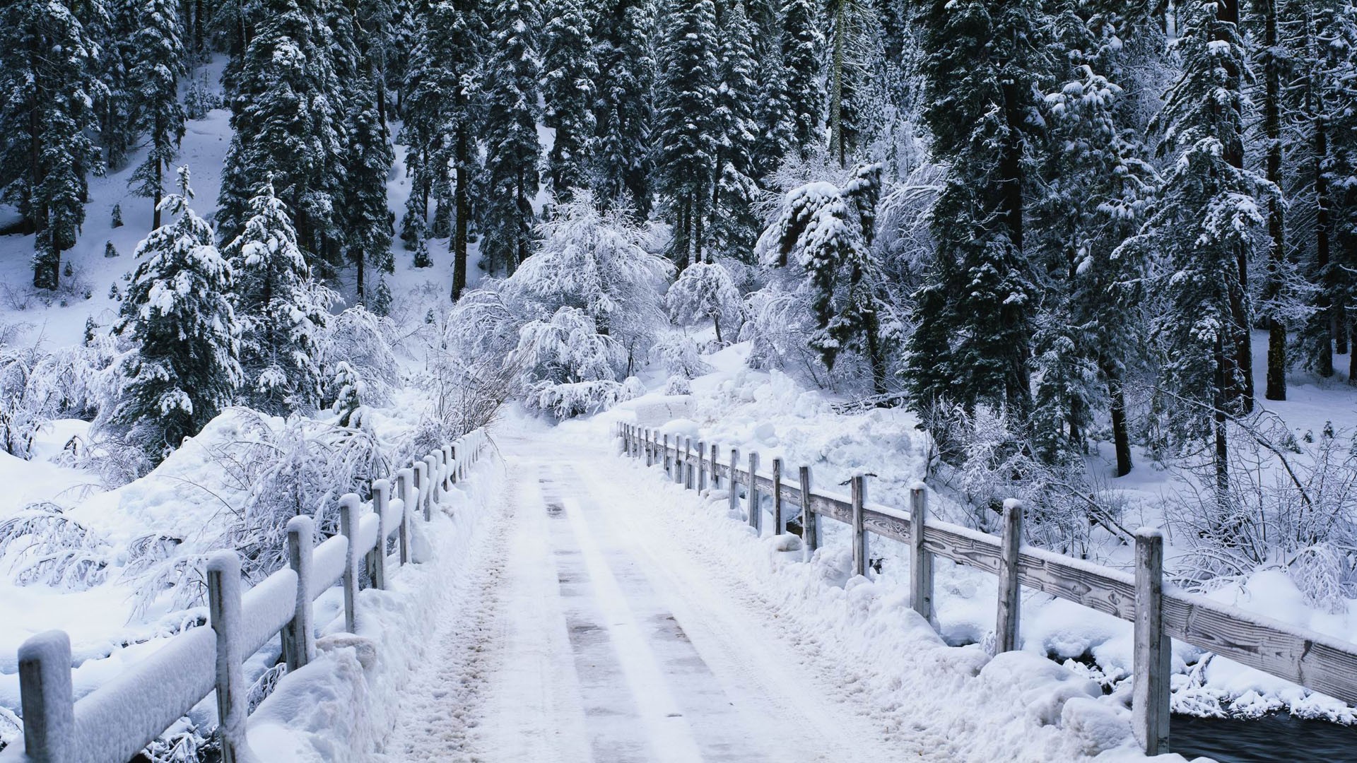 snow, photography, winter, bridge, earth, fence, forest, nature, path, road, tree
