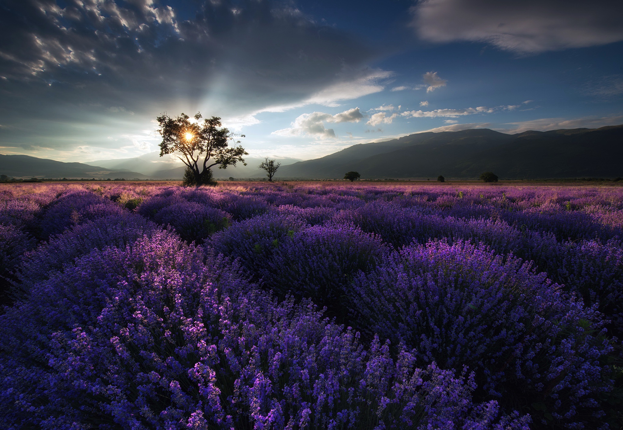 Free download wallpaper Landscape, Nature, Flowers, Sky, Flower, Tree, Earth, Cloud, Lavender, Purple Flower on your PC desktop