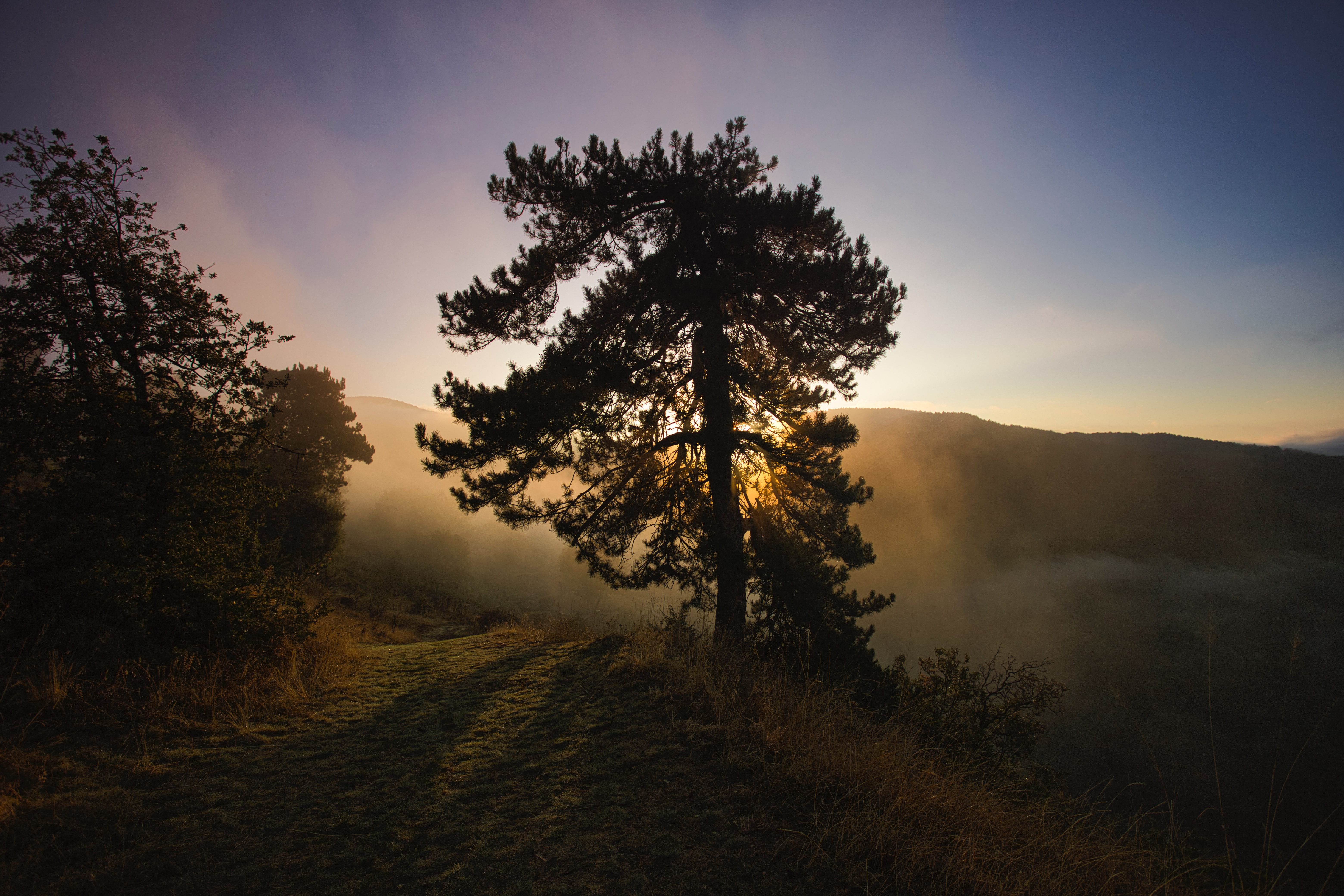 Download mobile wallpaper Wood, Fog, Tree, Nature, Hills, Landscape, Dawn for free.