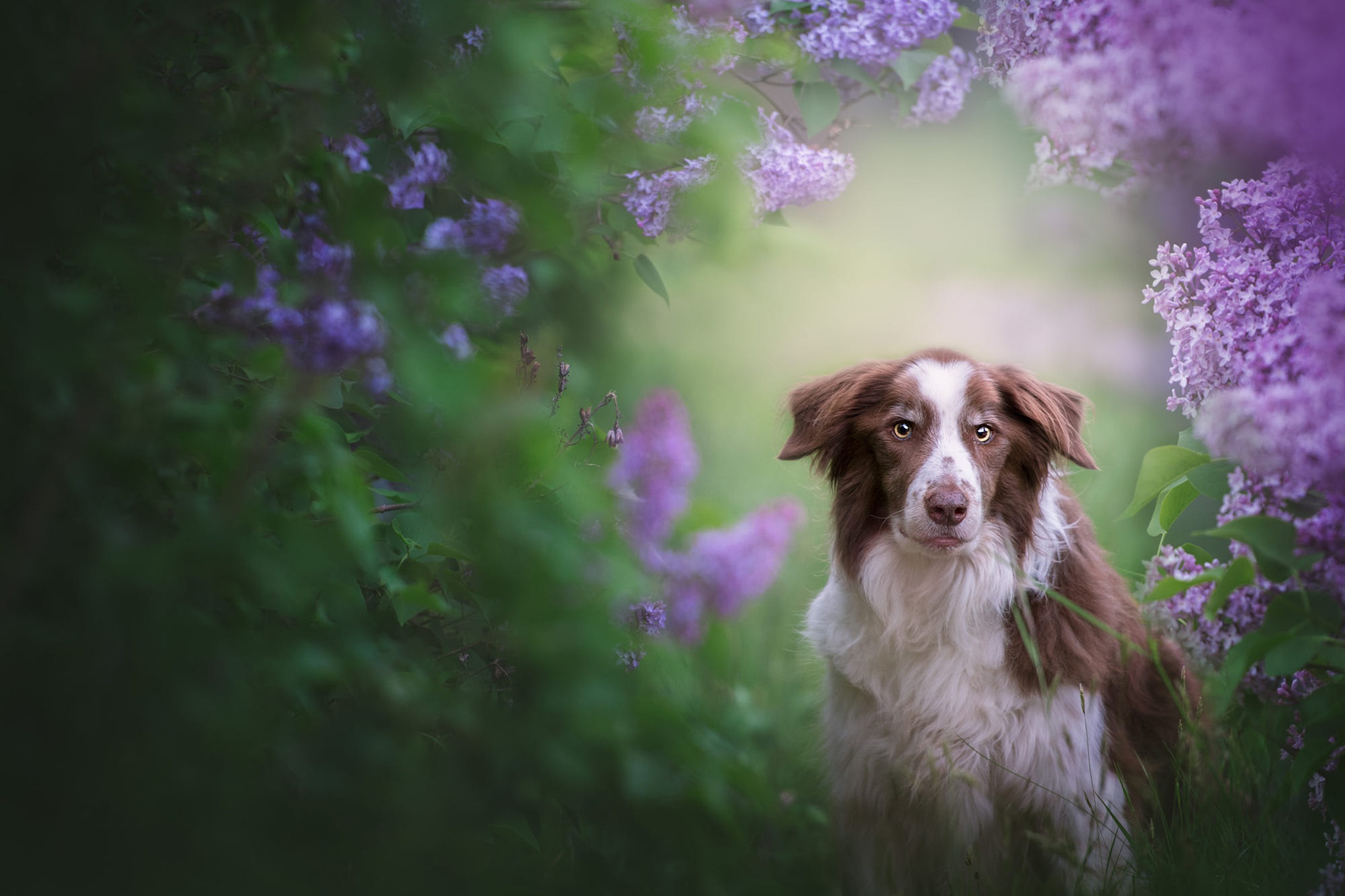 Descarga gratis la imagen Animales, Perros, Perro, Flor Purpura, Collie De La Frontera en el escritorio de tu PC