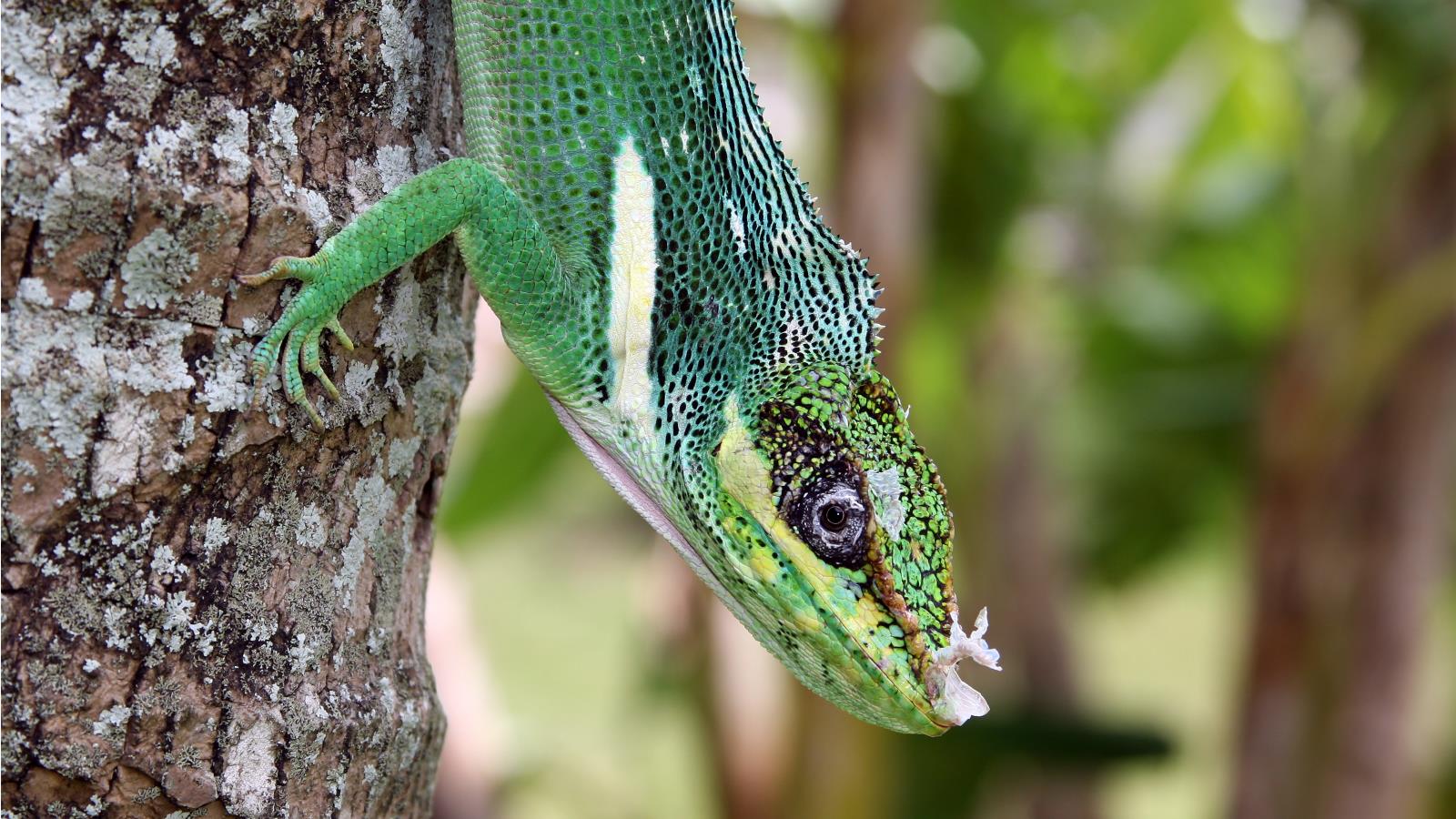 Free download wallpaper Animal, Anole on your PC desktop