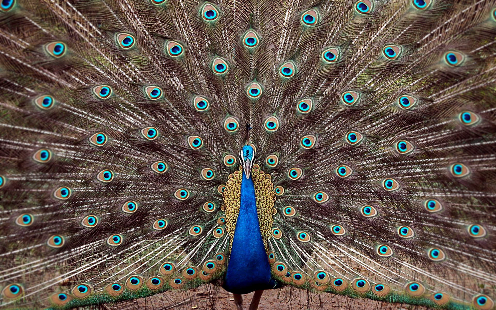 Download mobile wallpaper Feather, Close Up, Animal, Peacock for free.