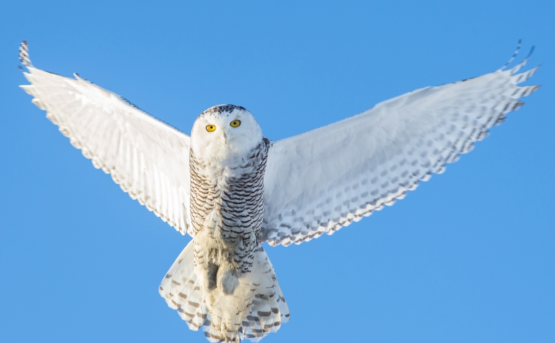 Download mobile wallpaper Predator, Flight, Animals, Sky, Wings, Owl for free.