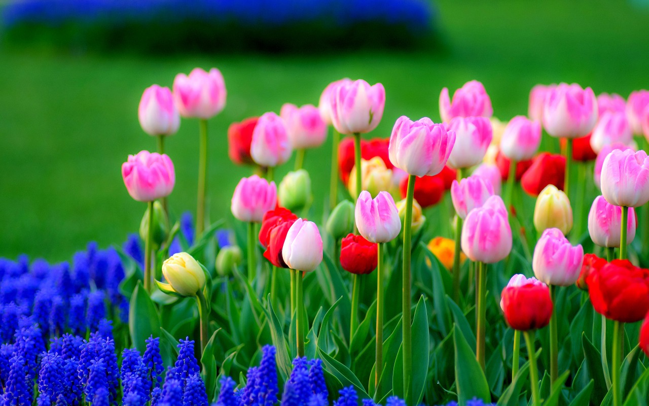 Baixe gratuitamente a imagem Tulipa, Terra/natureza na área de trabalho do seu PC