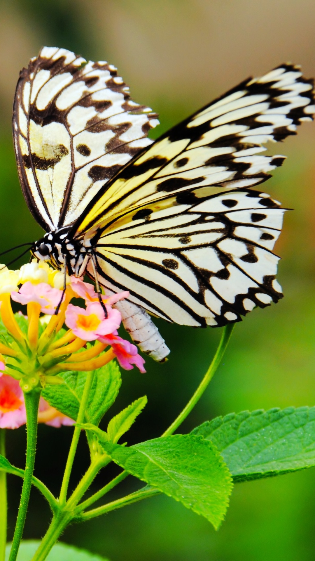 Download mobile wallpaper Butterfly, Animal for free.