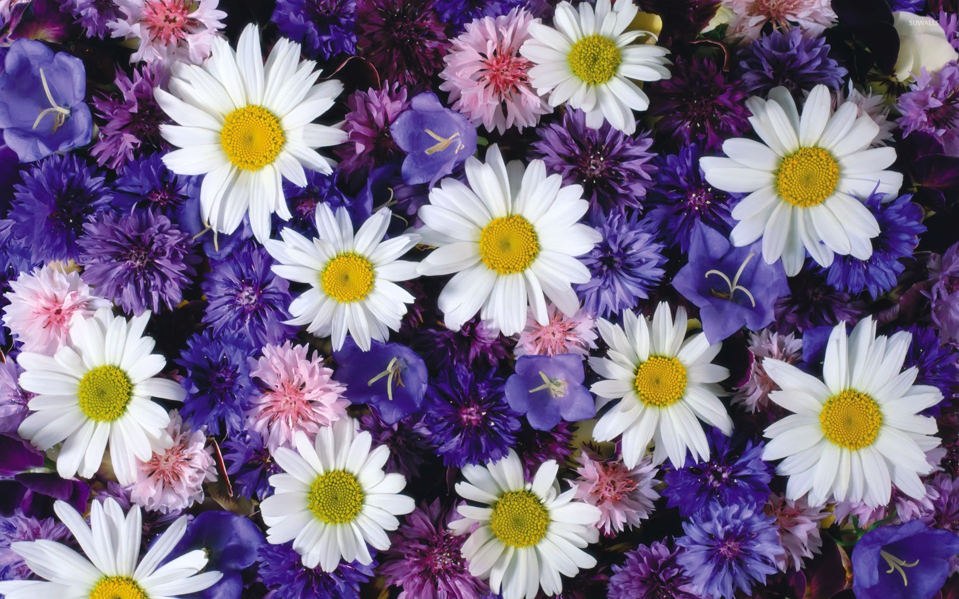 1503353 descargar fondo de pantalla tierra/naturaleza, flor, florecimiento de maíz, margarita, flor purpura, flor blanca: protectores de pantalla e imágenes gratis