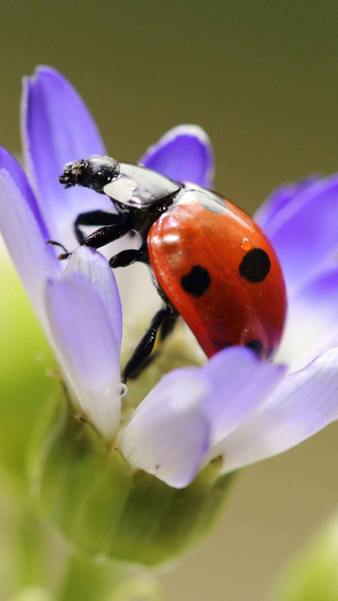 無料モバイル壁紙動物, てんとう虫, 花, 大きい, 虫をダウンロードします。