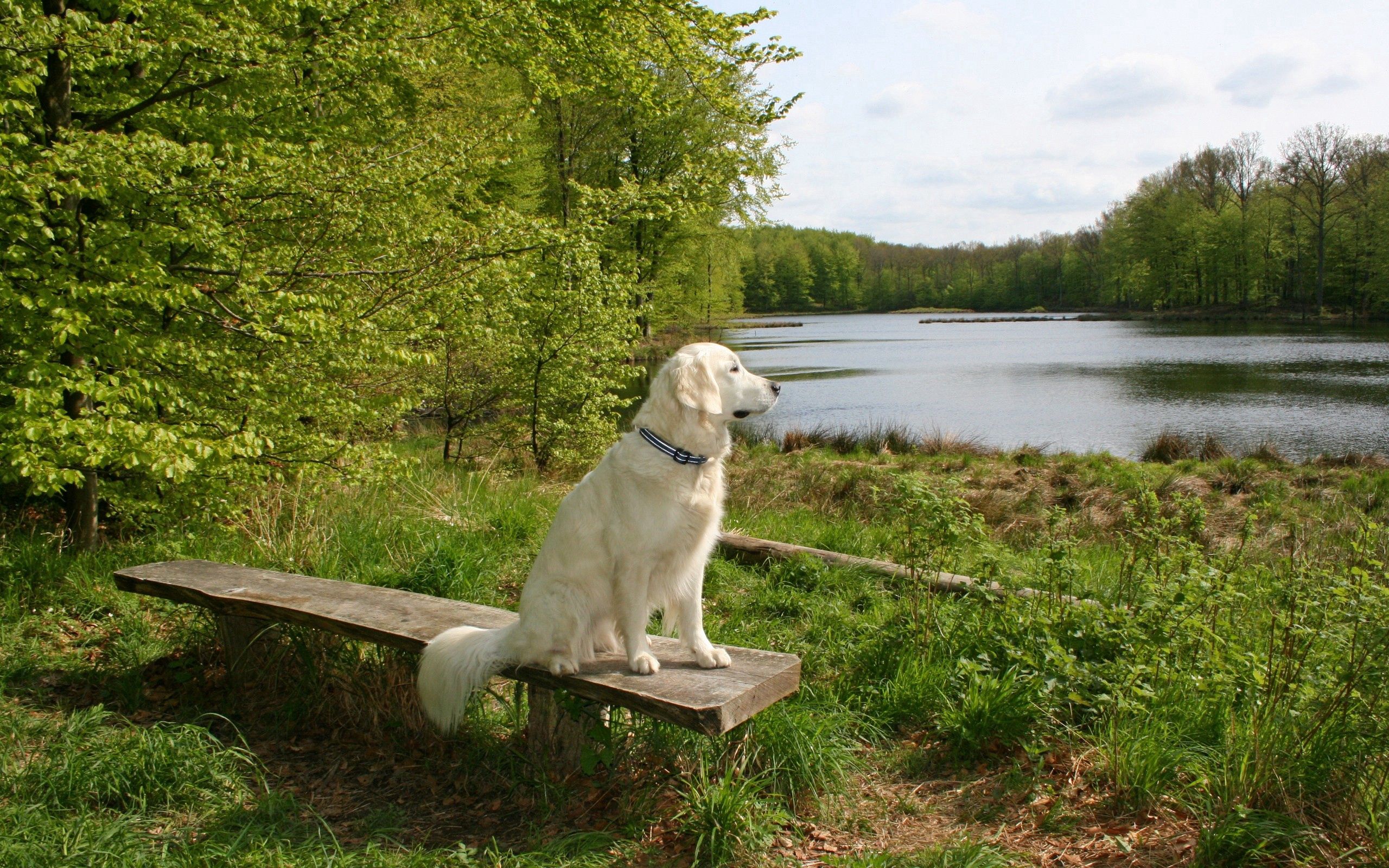 animals, summer, sit, dog, bench, expectation, waiting