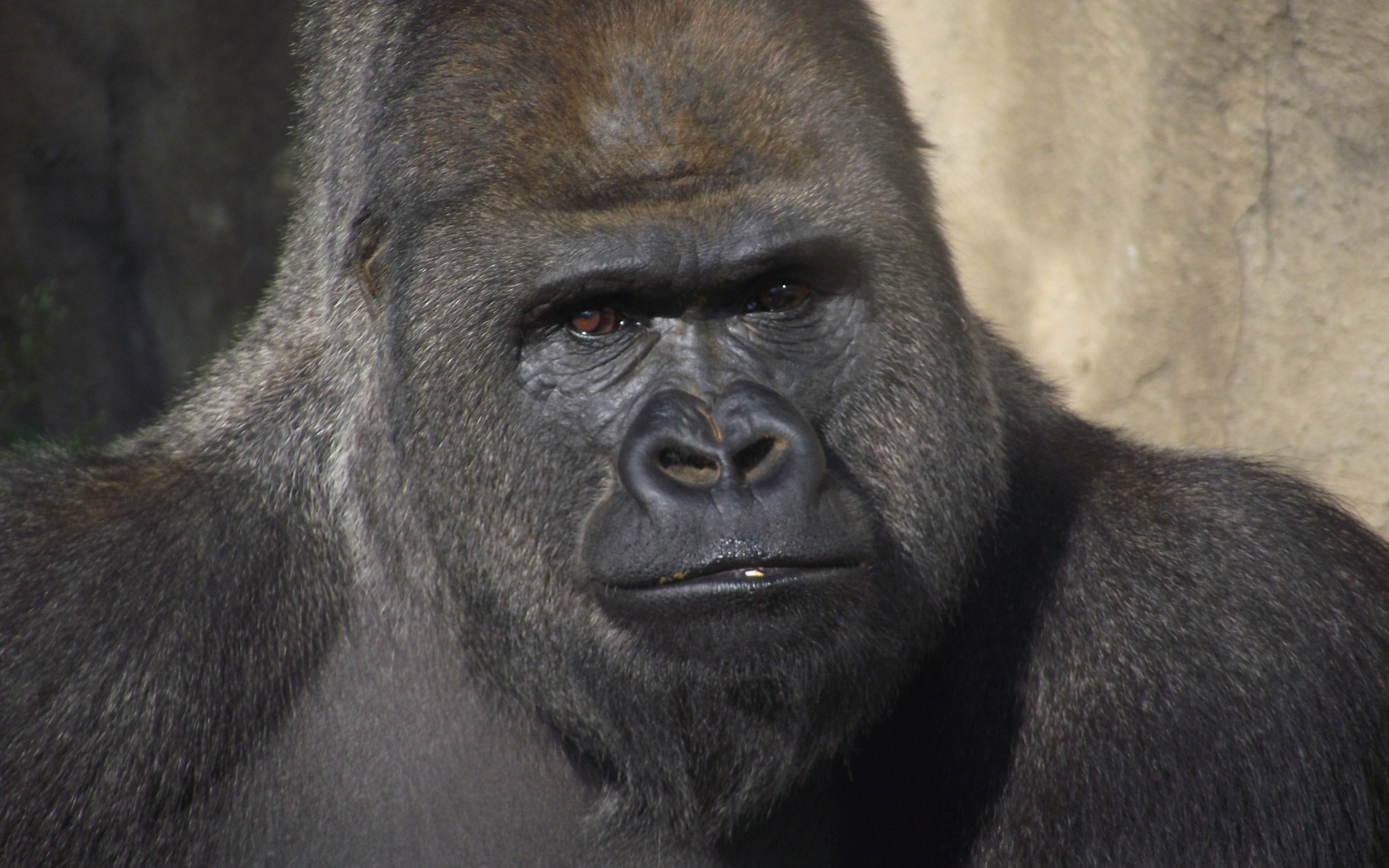 307369 descargar imagen animales, gorila, monos: fondos de pantalla y protectores de pantalla gratis