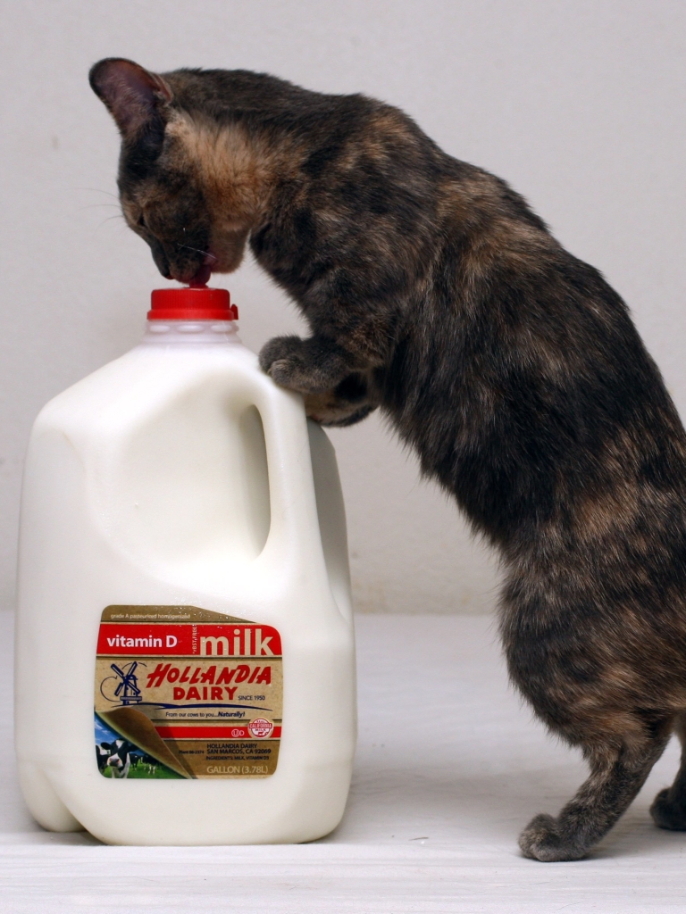 無料モバイル壁紙動物, ネコ, 猫, 牛乳をダウンロードします。