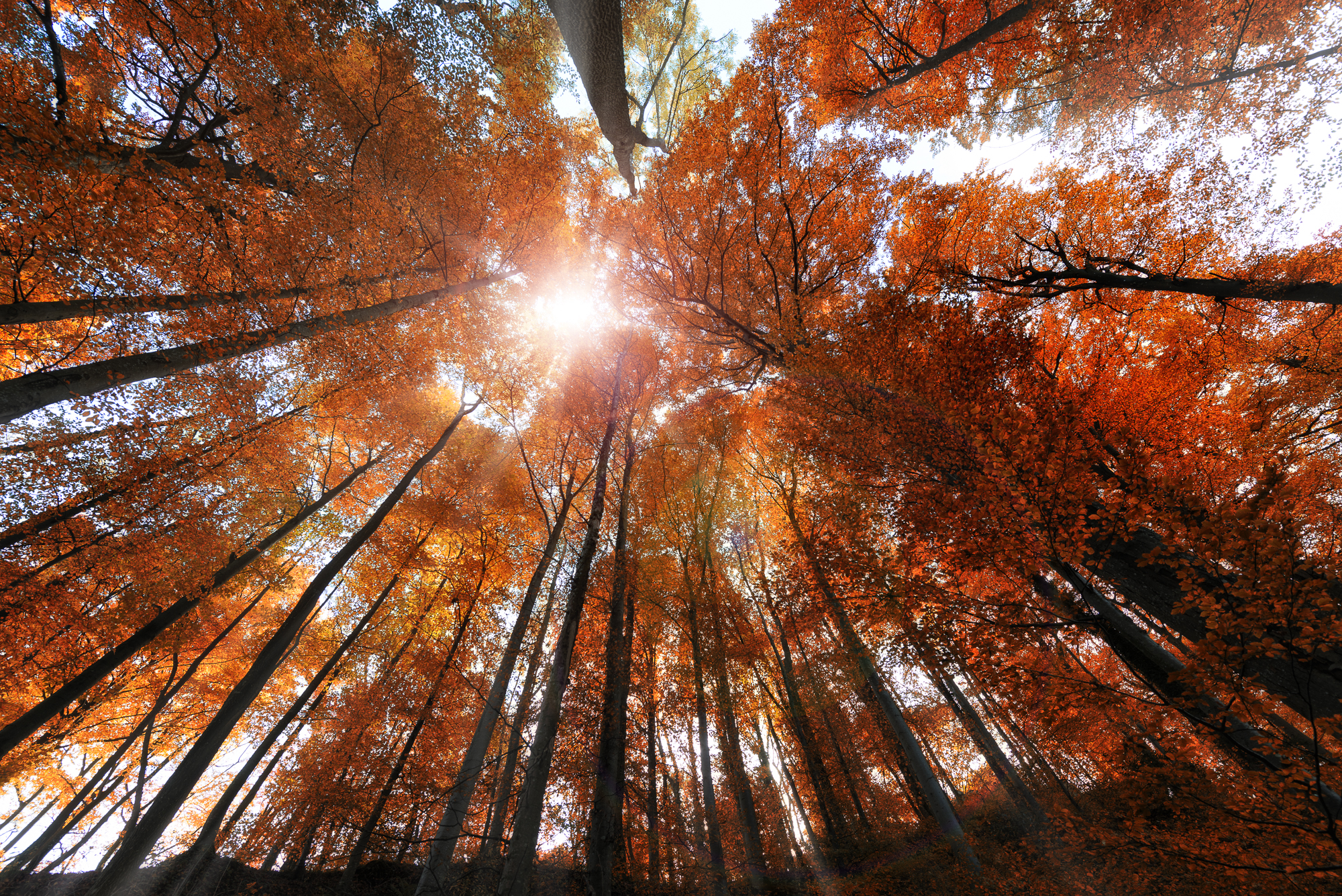 Téléchargez gratuitement l'image Automne, Forêt, Arbre, Rayon De Soleil, La Nature, Terre/nature sur le bureau de votre PC