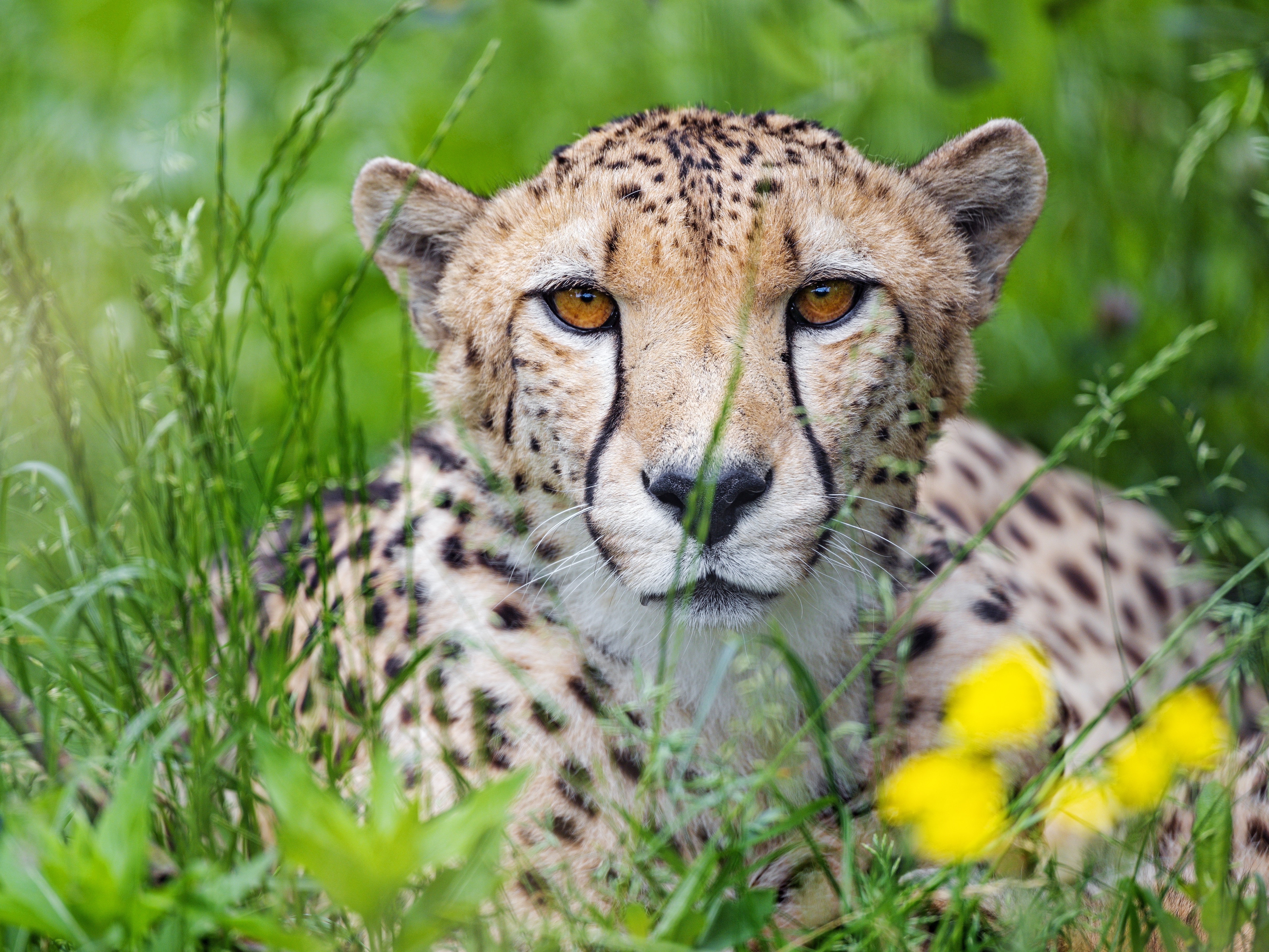 Handy-Wallpaper Tiere, Katzen, Gepard, Starren kostenlos herunterladen.