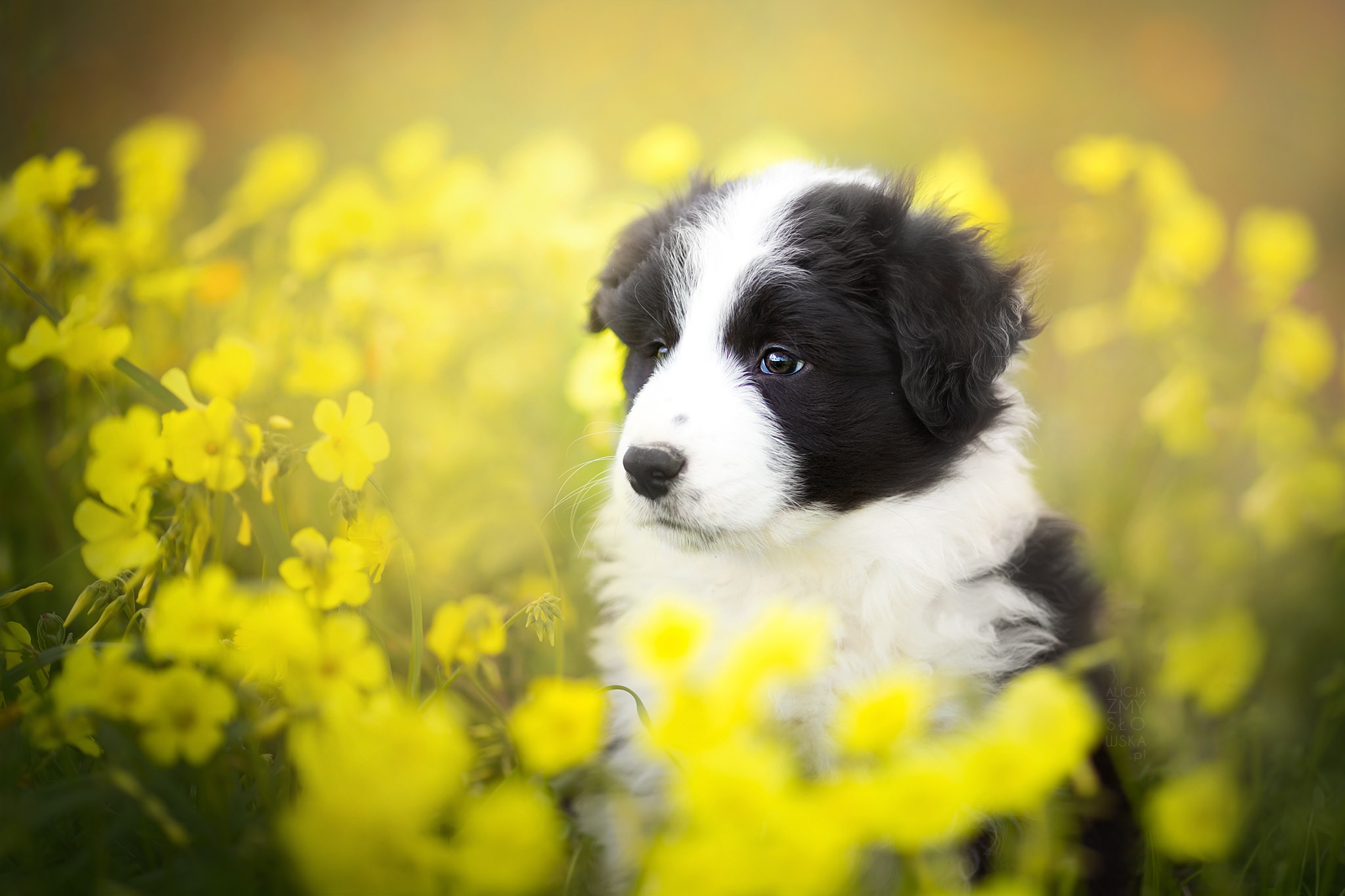 Download mobile wallpaper Dogs, Flower, Dog, Blur, Animal, Puppy, Border Collie, Yellow Flower, Baby Animal for free.