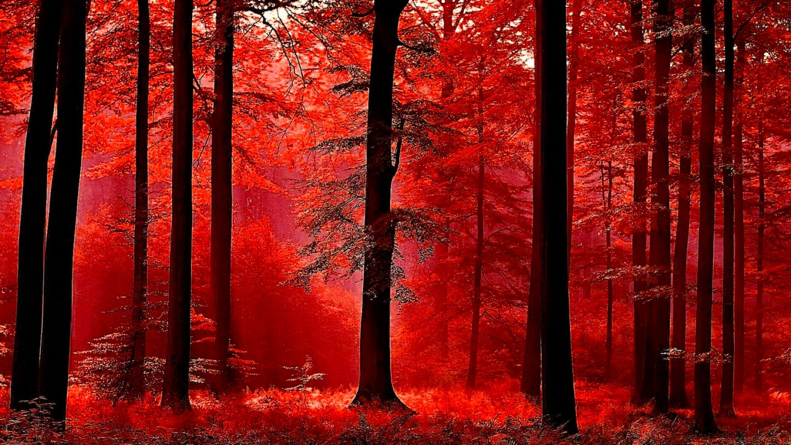 Скачать картинку Осень, Лес, Красный, Дерево, Земля/природа в телефон бесплатно.