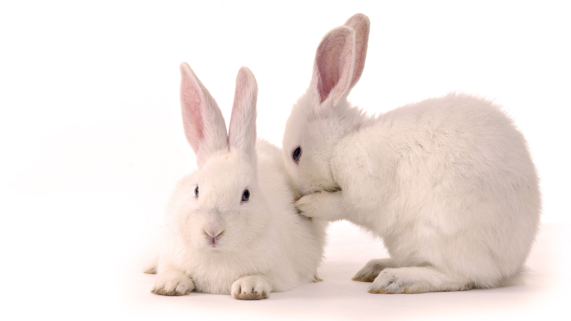 Mobile wallpaper rabbits, animals