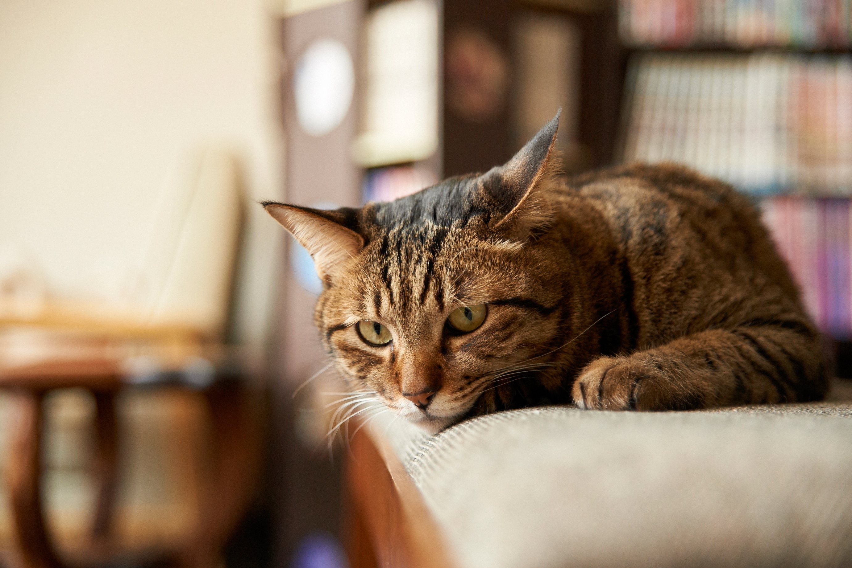 Laden Sie das Tiere, Katzen, Katze, Tiefenschärfe-Bild kostenlos auf Ihren PC-Desktop herunter