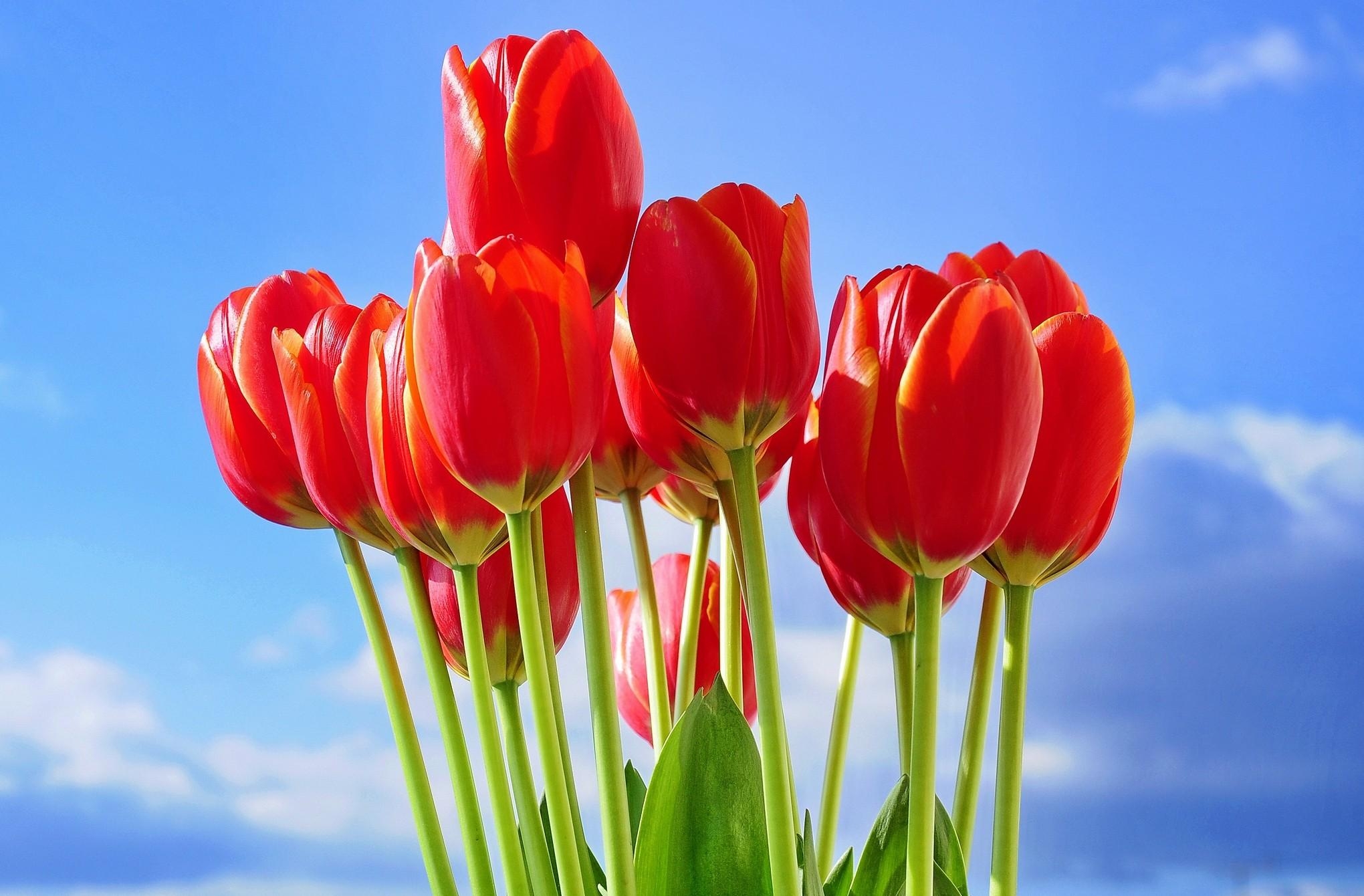 tulips, flowers, sky, red, bouquet, spring