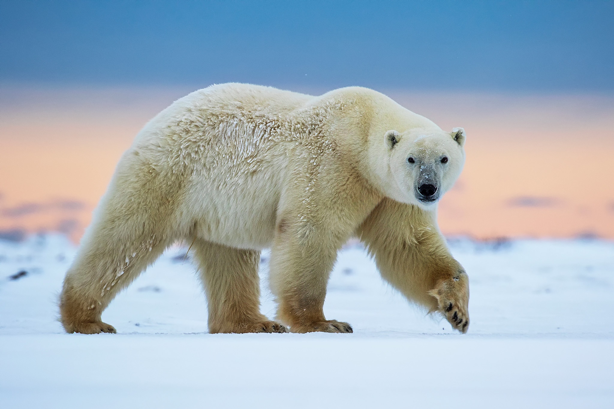 PCデスクトップに動物, 雪, クマ, シロクマ画像を無料でダウンロード