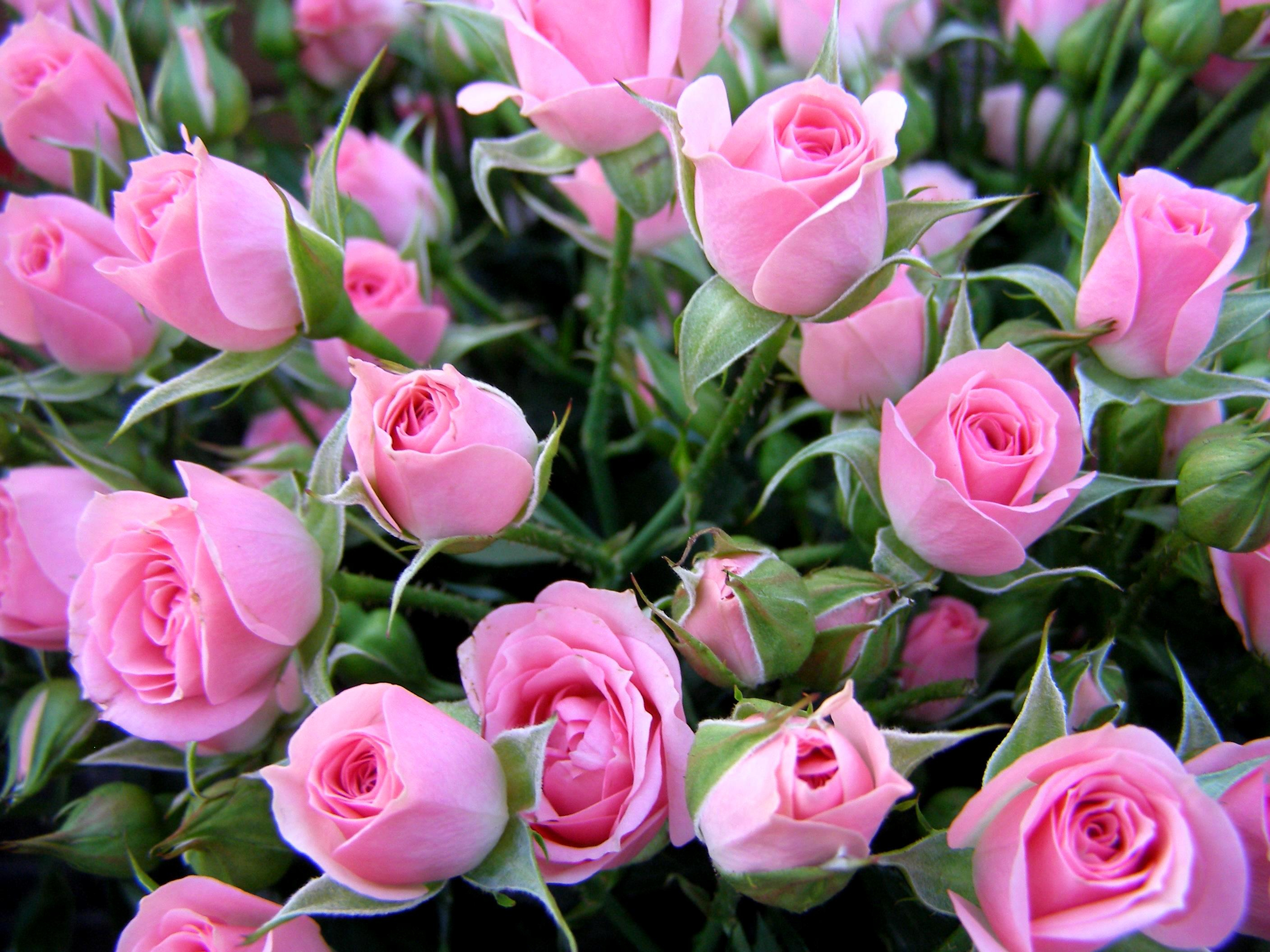 Descarga gratis la imagen Flores, Rosa, Flor, Flor Rosa, Tierra/naturaleza, Rosa Rosada en el escritorio de tu PC
