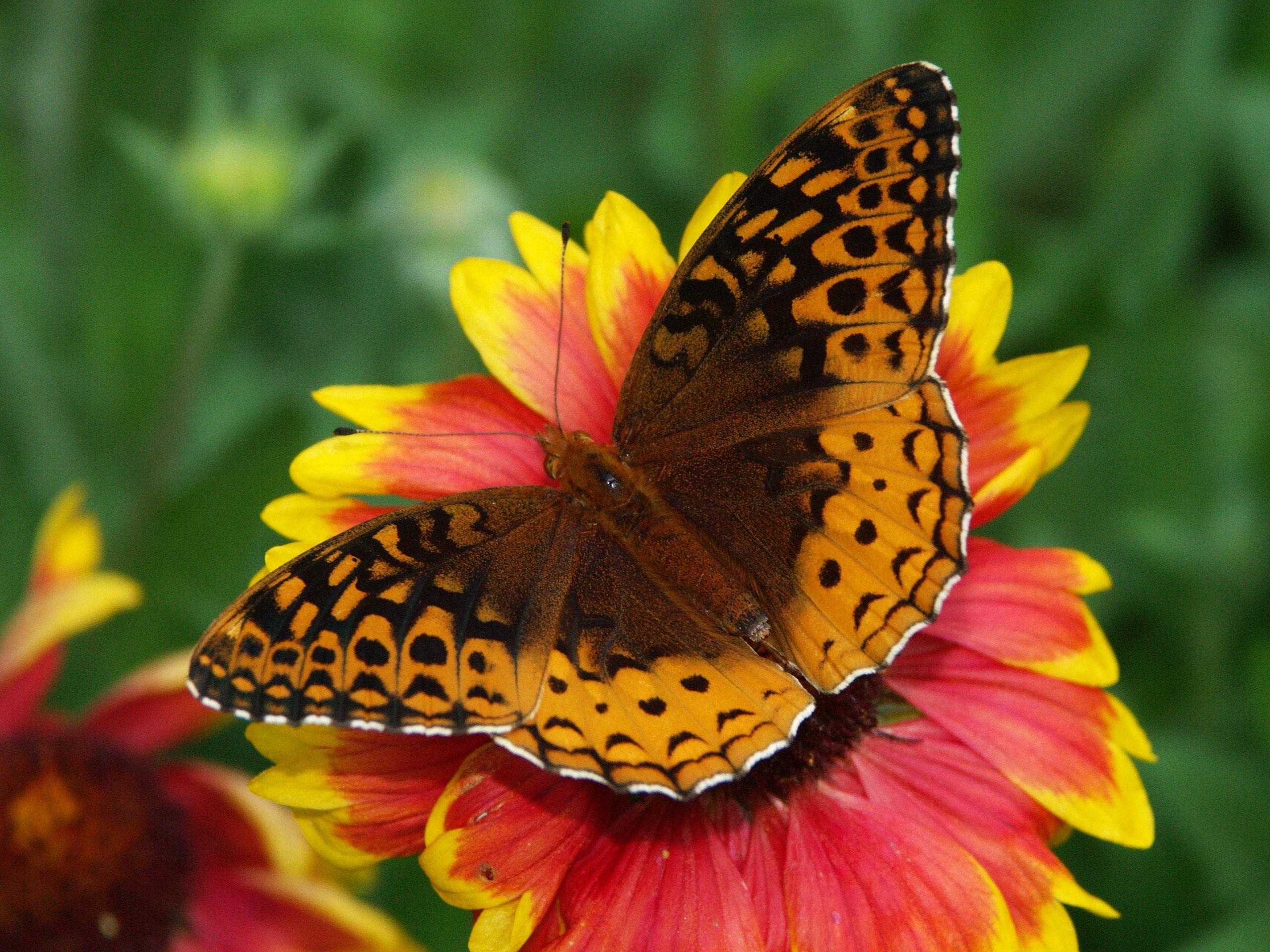 無料モバイル壁紙大きい, マクロ, 翼, バタフライ, 花, 蝶をダウンロードします。