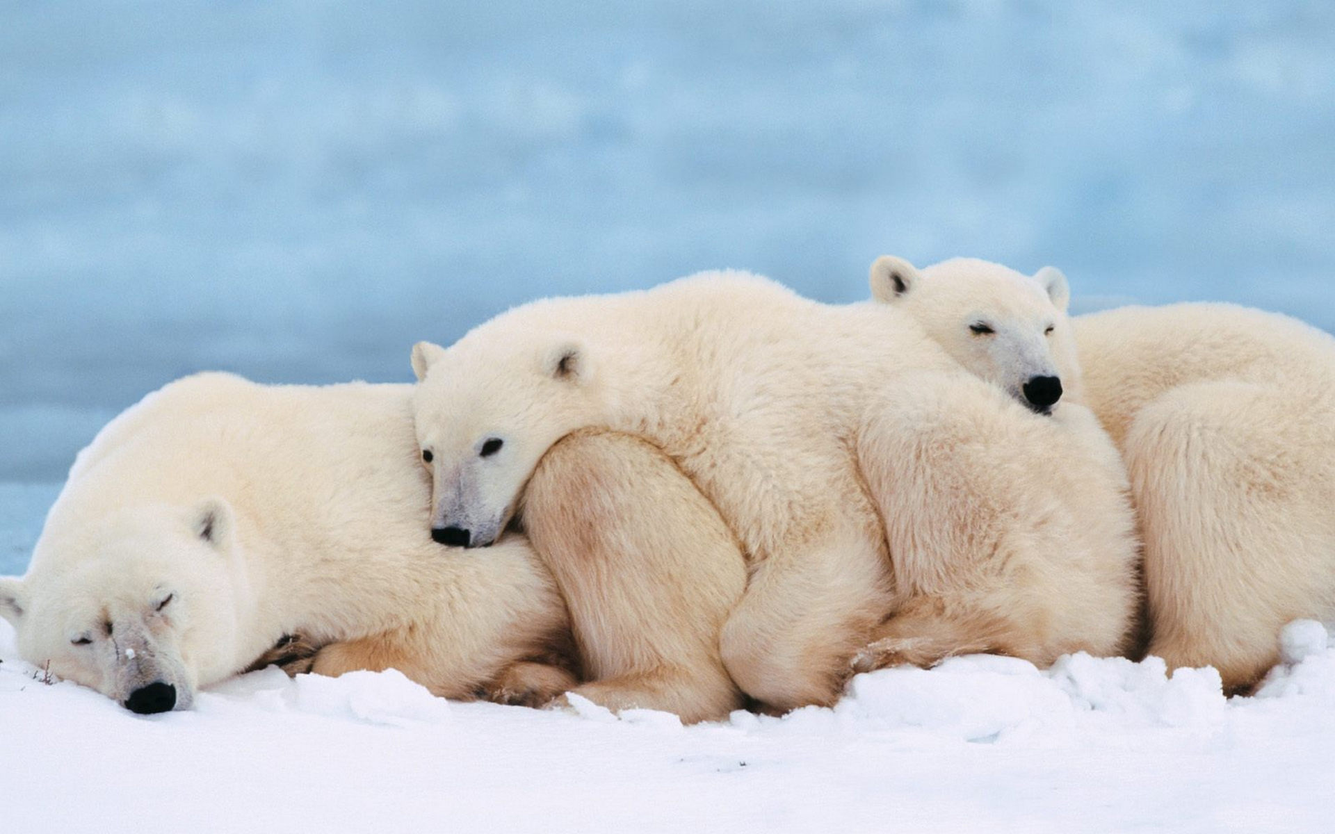 Baixe gratuitamente a imagem Animais, Urso Polar, Ursos na área de trabalho do seu PC