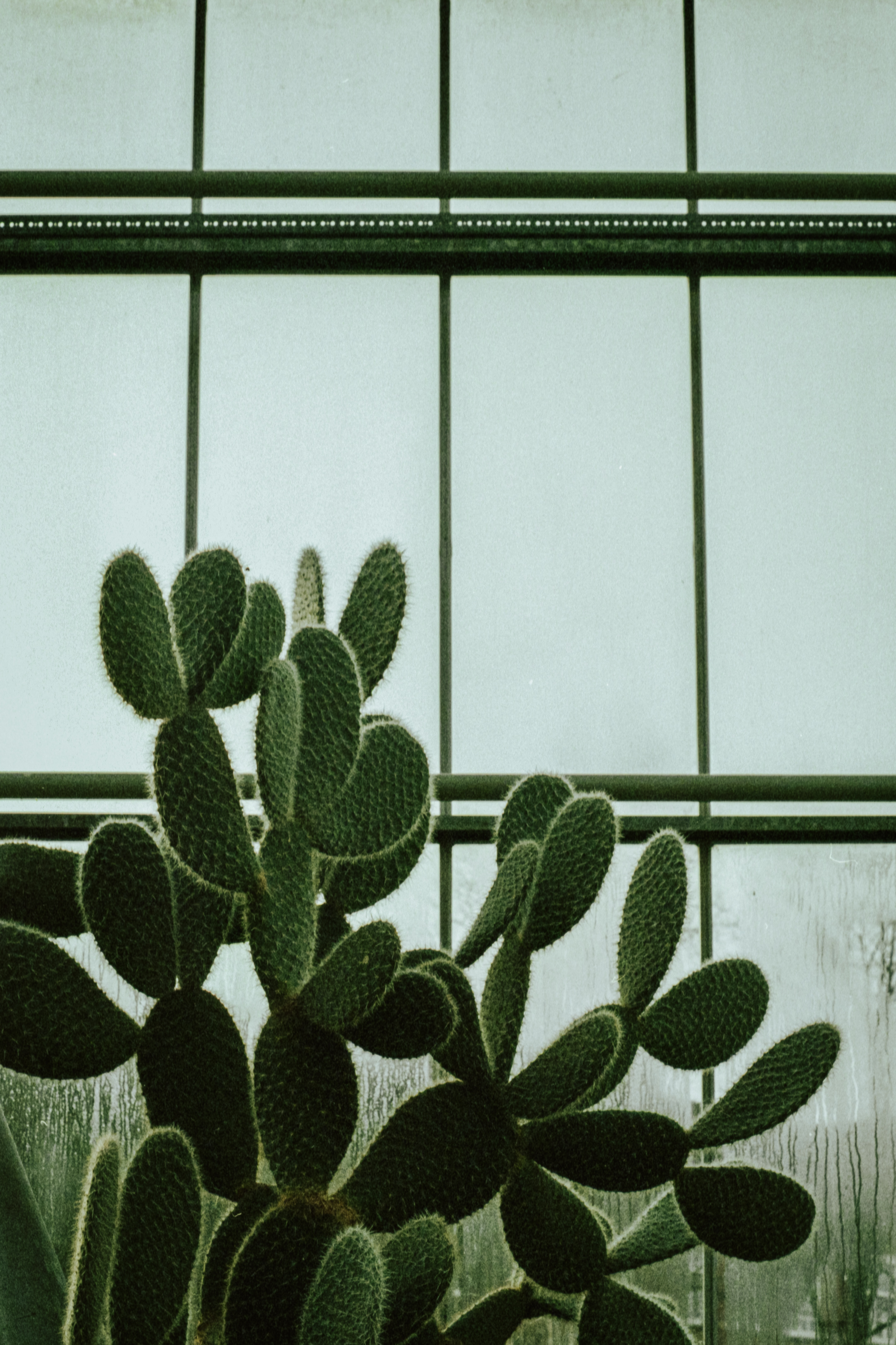 flowers, plant, window, cactus, succulent