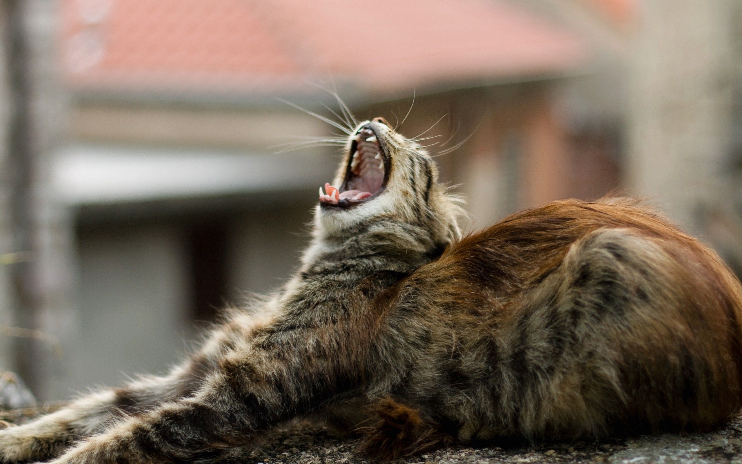 animals, cat, fluffy, to lie down, lie, to yawn, yawn