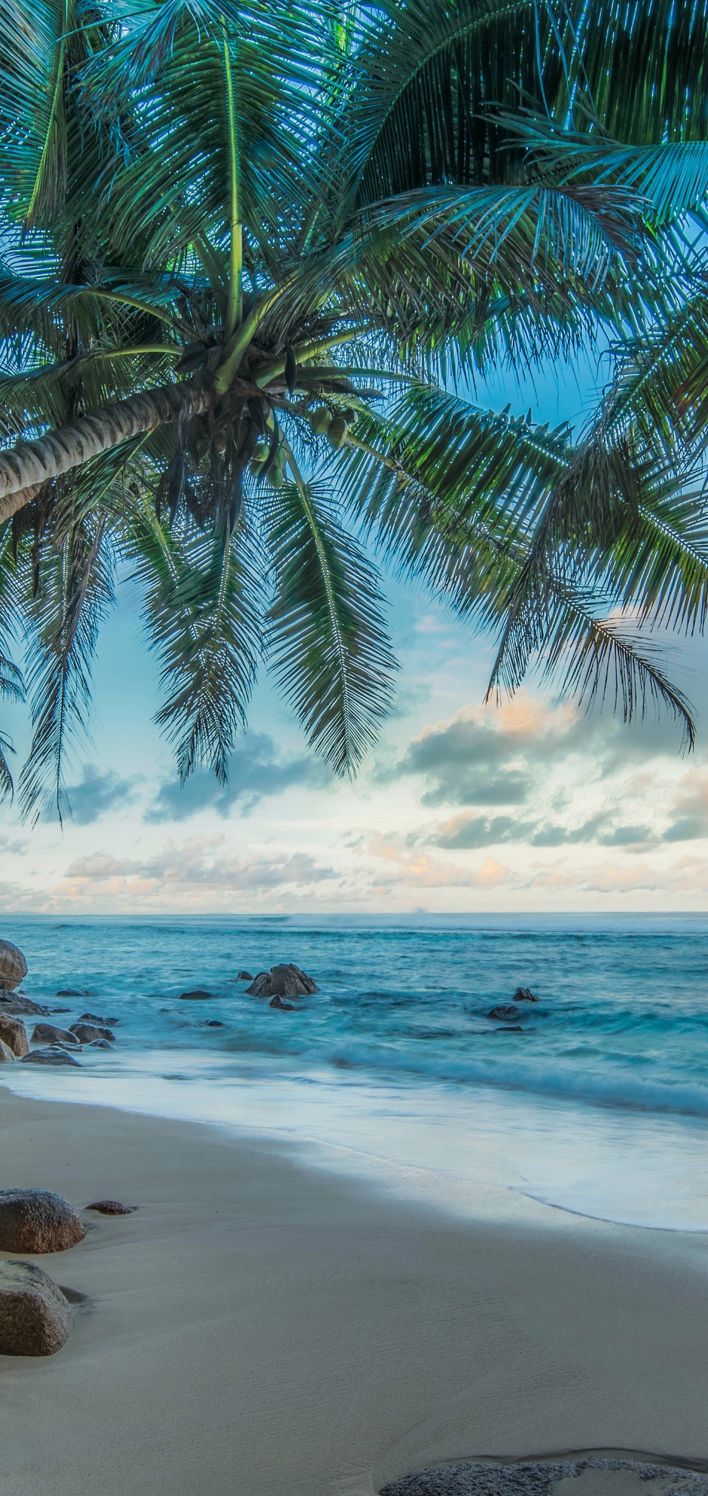 1369090 descargar fondo de pantalla fotografía, hdr, horizonte, palmera, playa, tropical, tropico, mar, océano: protectores de pantalla e imágenes gratis