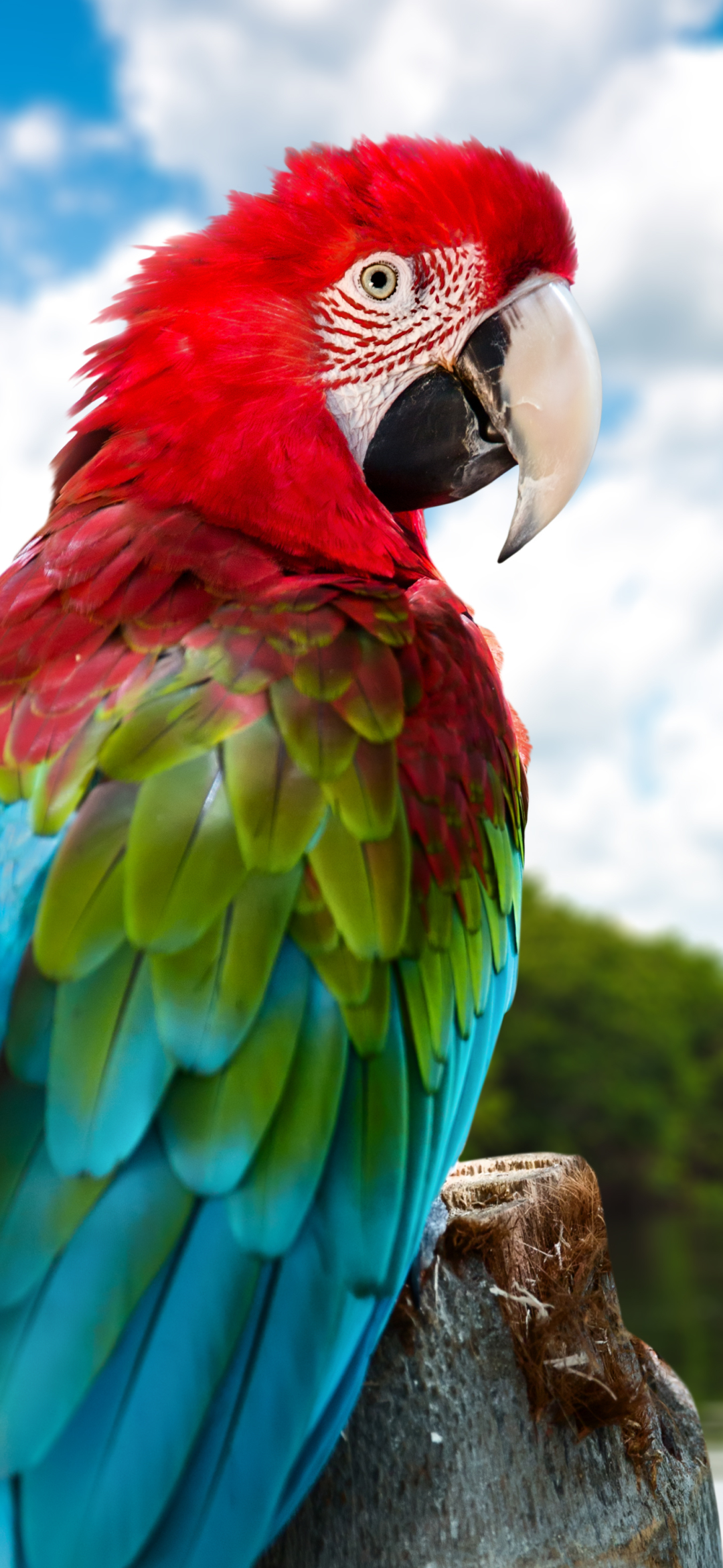 Descarga gratuita de fondo de pantalla para móvil de Animales, Pájaro, Guacamayo, Aves, Ave, Ara Chloropterus.
