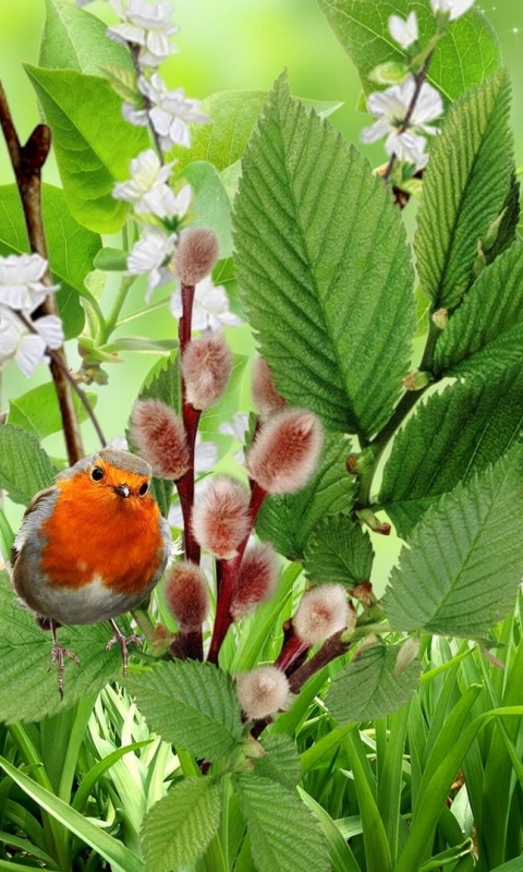 Téléchargez des papiers peints mobile Animaux, Oiseau, Des Oiseaux gratuitement.