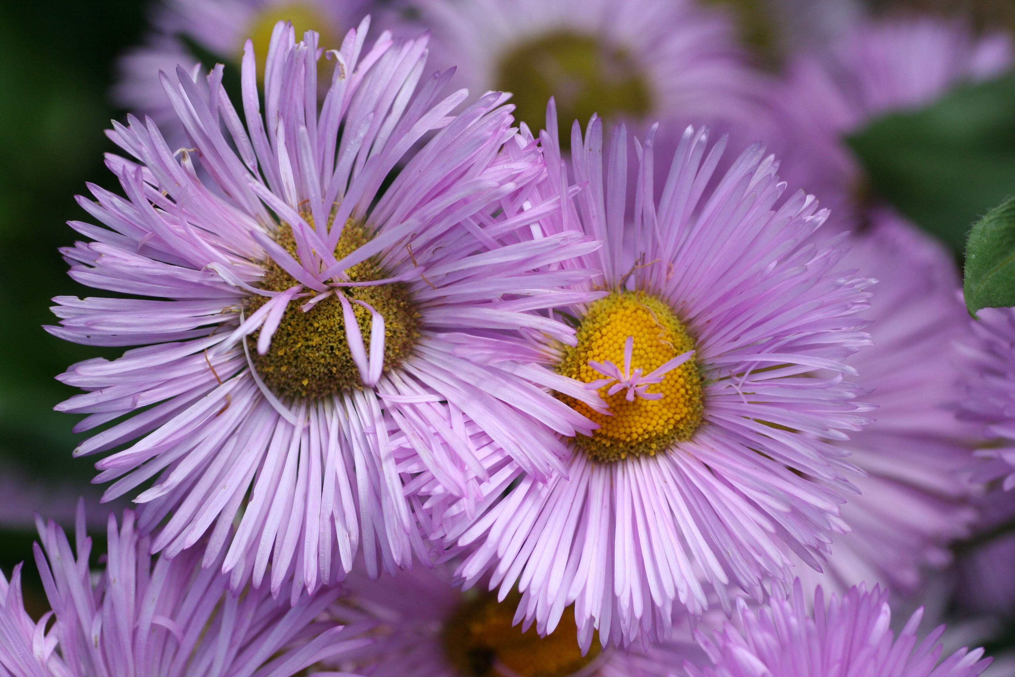 Descarga gratis la imagen Flores, Lila, Flor, Pétalo, Tierra/naturaleza en el escritorio de tu PC