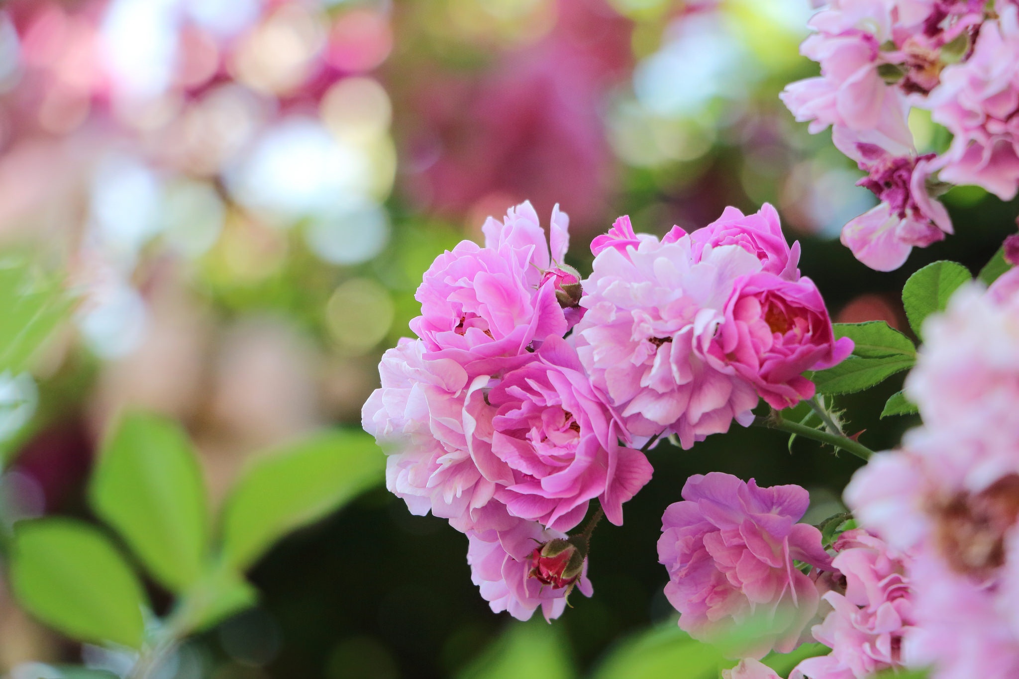 Laden Sie das Natur, Blumen, Blume, Nahansicht, Frühling, Bokeh, Blüte, Erde/natur, Pinke Blume-Bild kostenlos auf Ihren PC-Desktop herunter