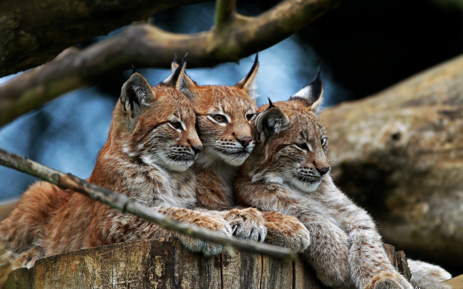 Téléchargez des papiers peints mobile Lynx, Chats, Animaux gratuitement.