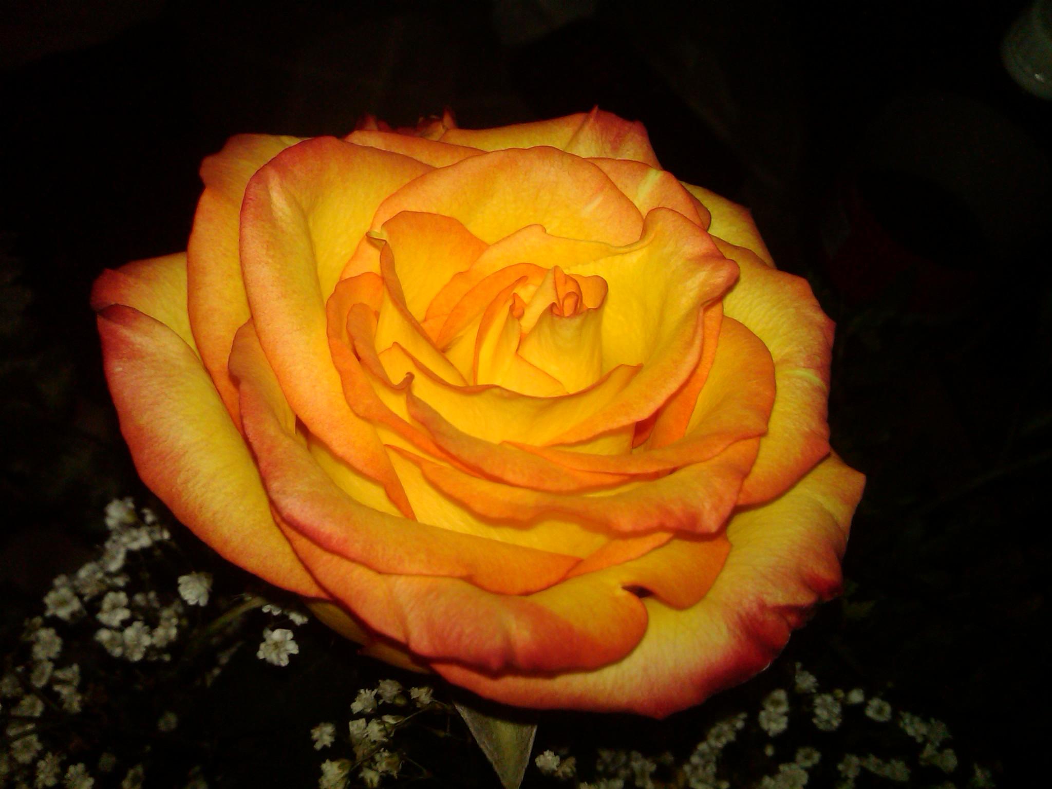 Laden Sie das Natur, Blumen, Blume, Rose, Nahansicht, Gelbe Blume, Erde/natur-Bild kostenlos auf Ihren PC-Desktop herunter