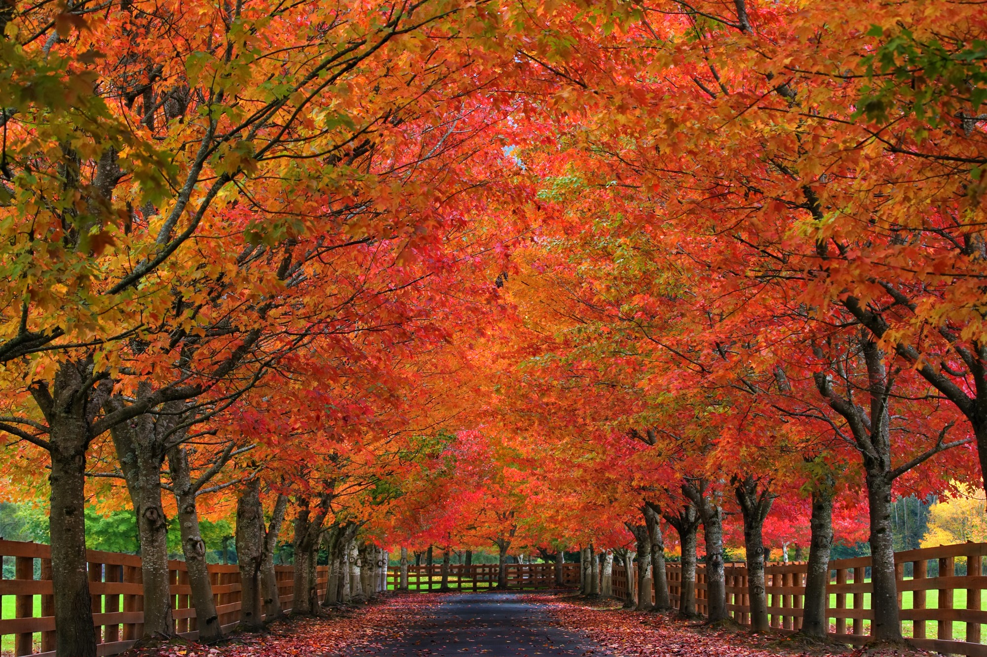 PCデスクトップに木, 秋, 道, フェンス, マンメイド, 並木道画像を無料でダウンロード