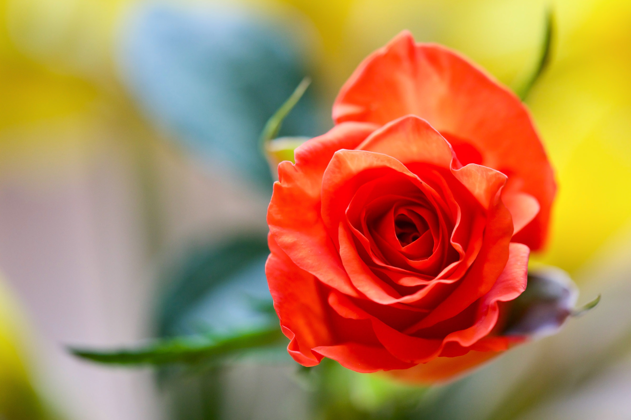 Téléchargez des papiers peints mobile Fleurs, Rose, Fleur, Macro, Terre/nature gratuitement.