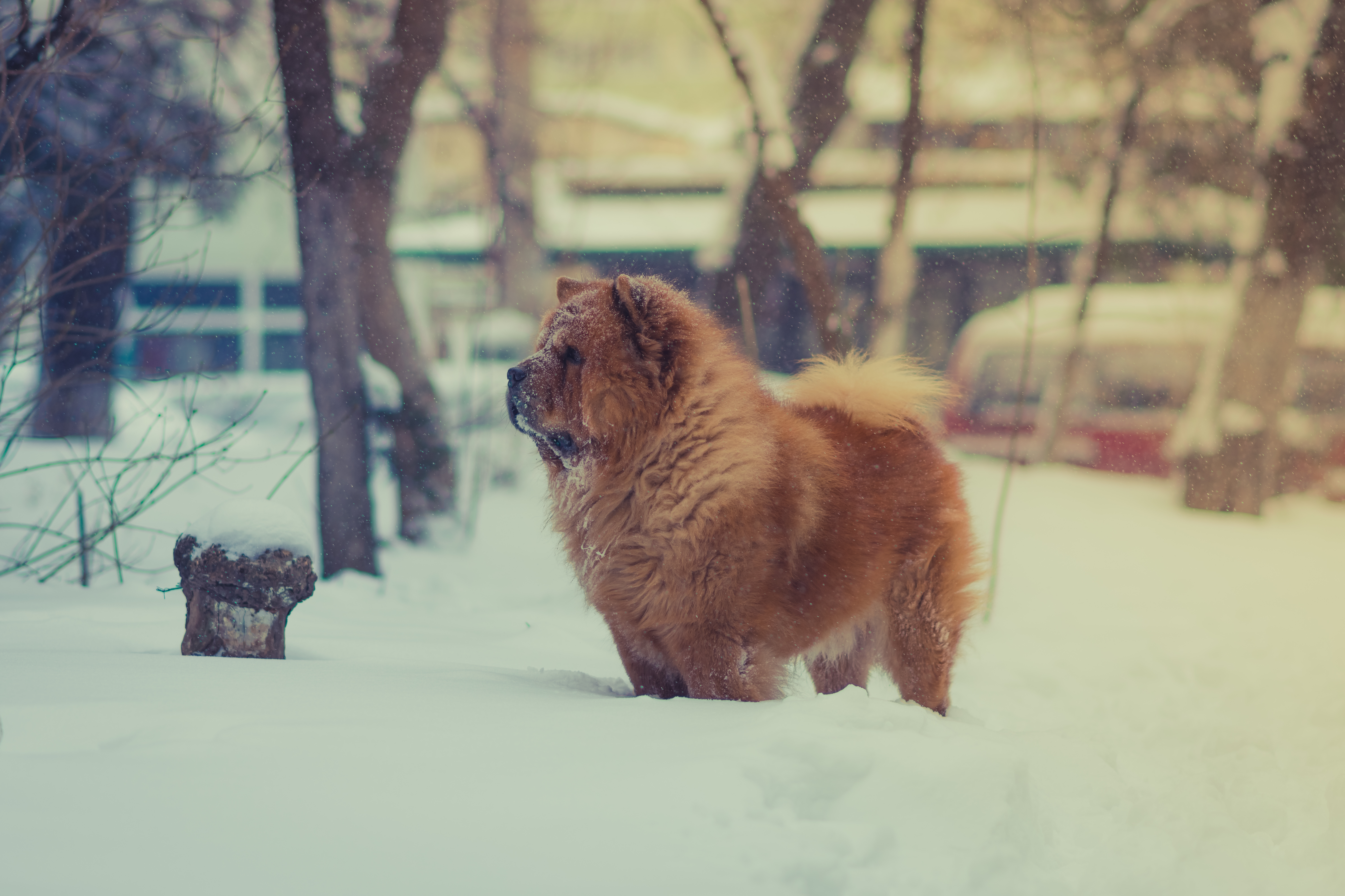 Laden Sie das Chow Chow, Tiere, Schnee, Hund-Bild kostenlos auf Ihren PC-Desktop herunter