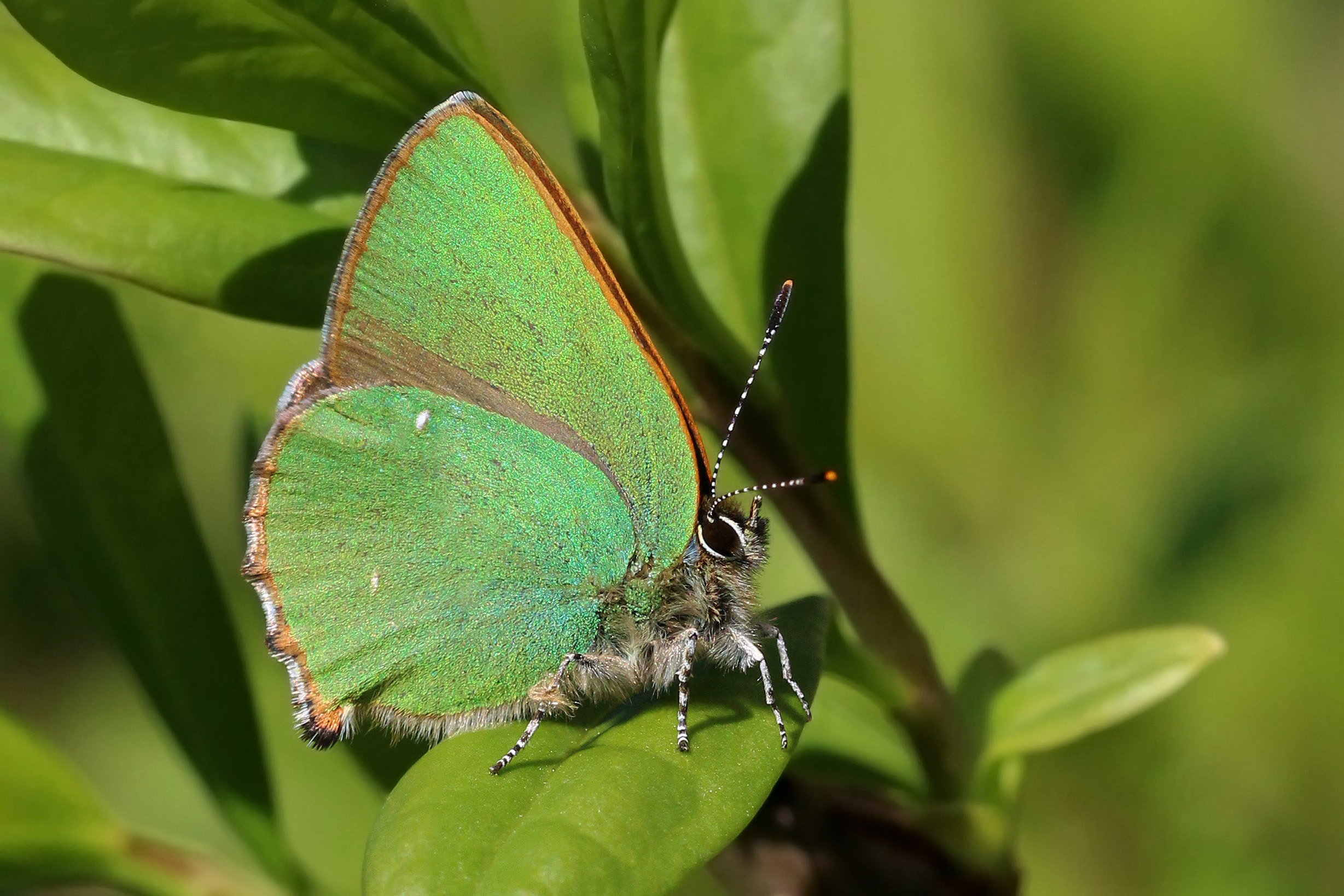 Descarga gratuita de fondo de pantalla para móvil de Animales, Mariposa.